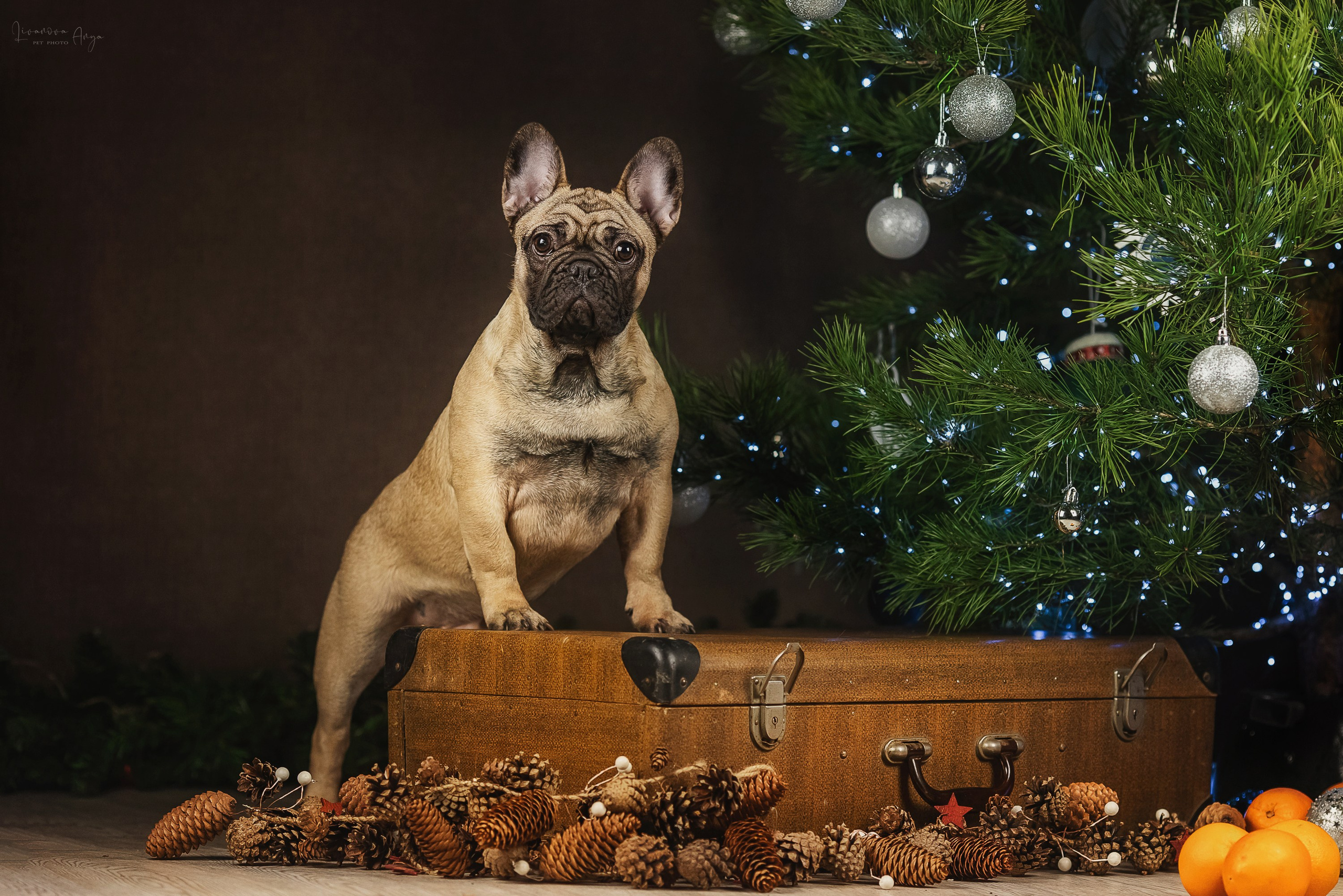 Фотодень_1 2025. Фотограф анималист Аня Ливанова | Рыбинск