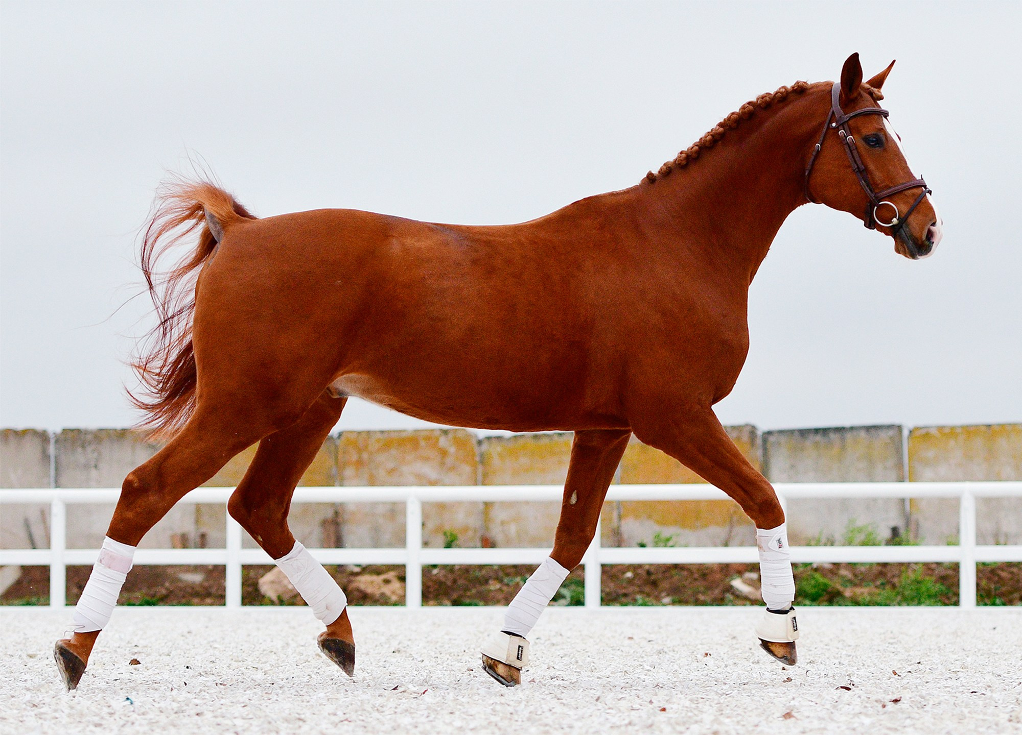 На свободе. Конный фотограф Alesya Safe