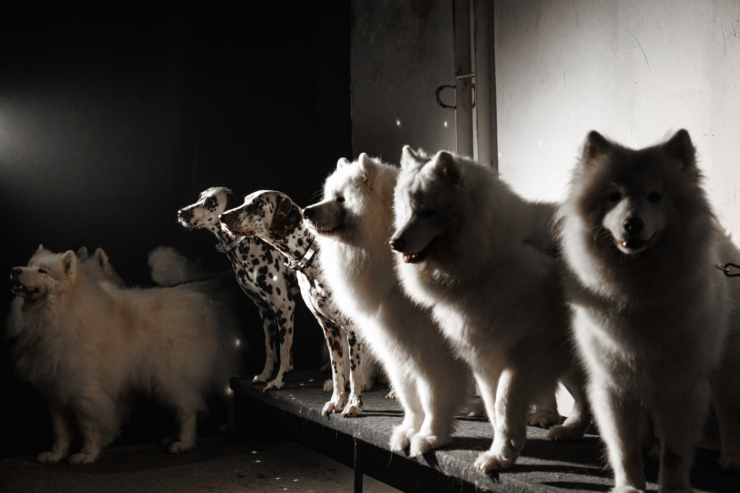 Цирк «Песчаная Сказка». Фотограф Ставрополь Петр Голубенко