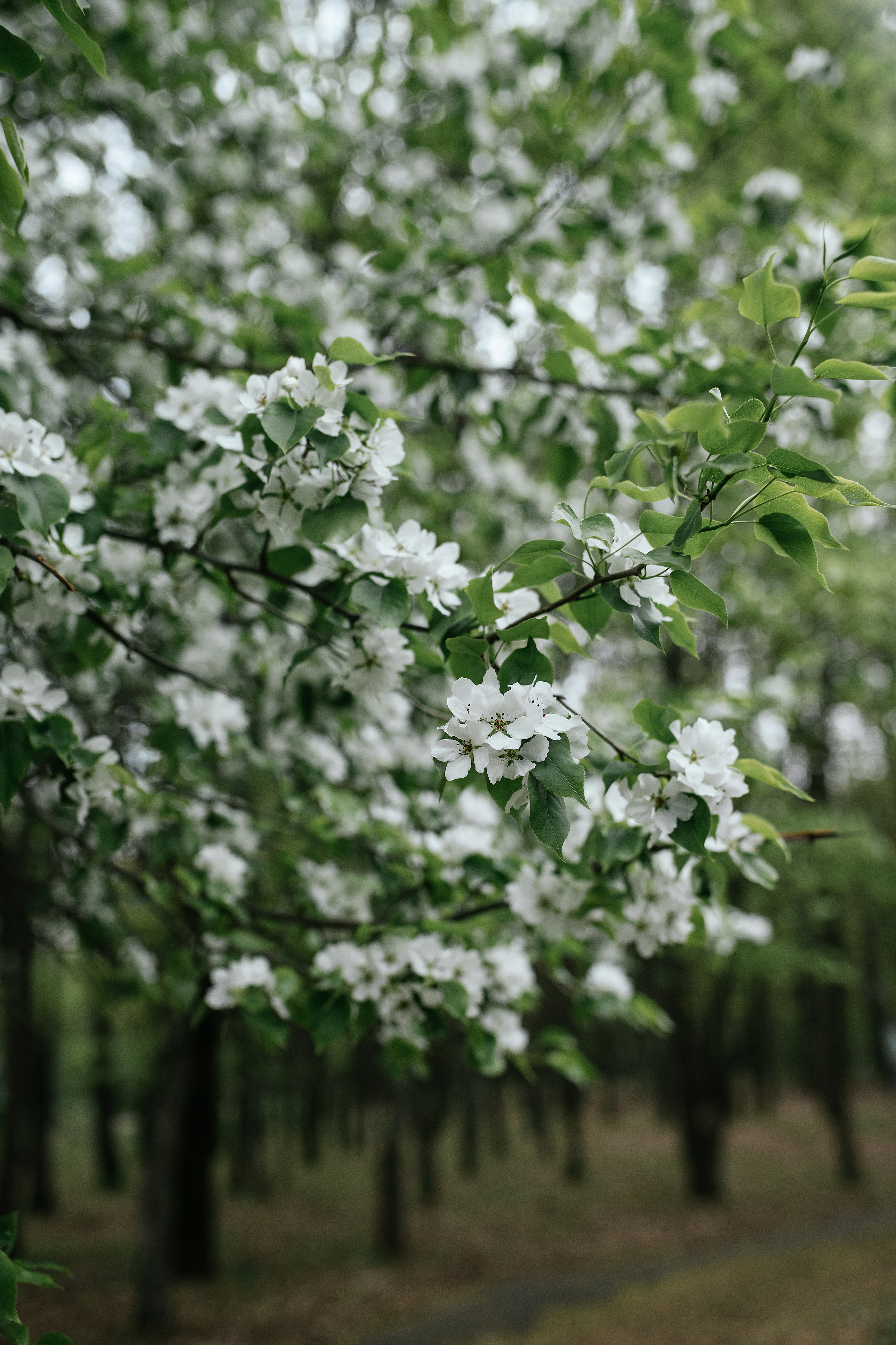 Ирина. Свадебный, семейный фотограф в Рязани Лена Брант