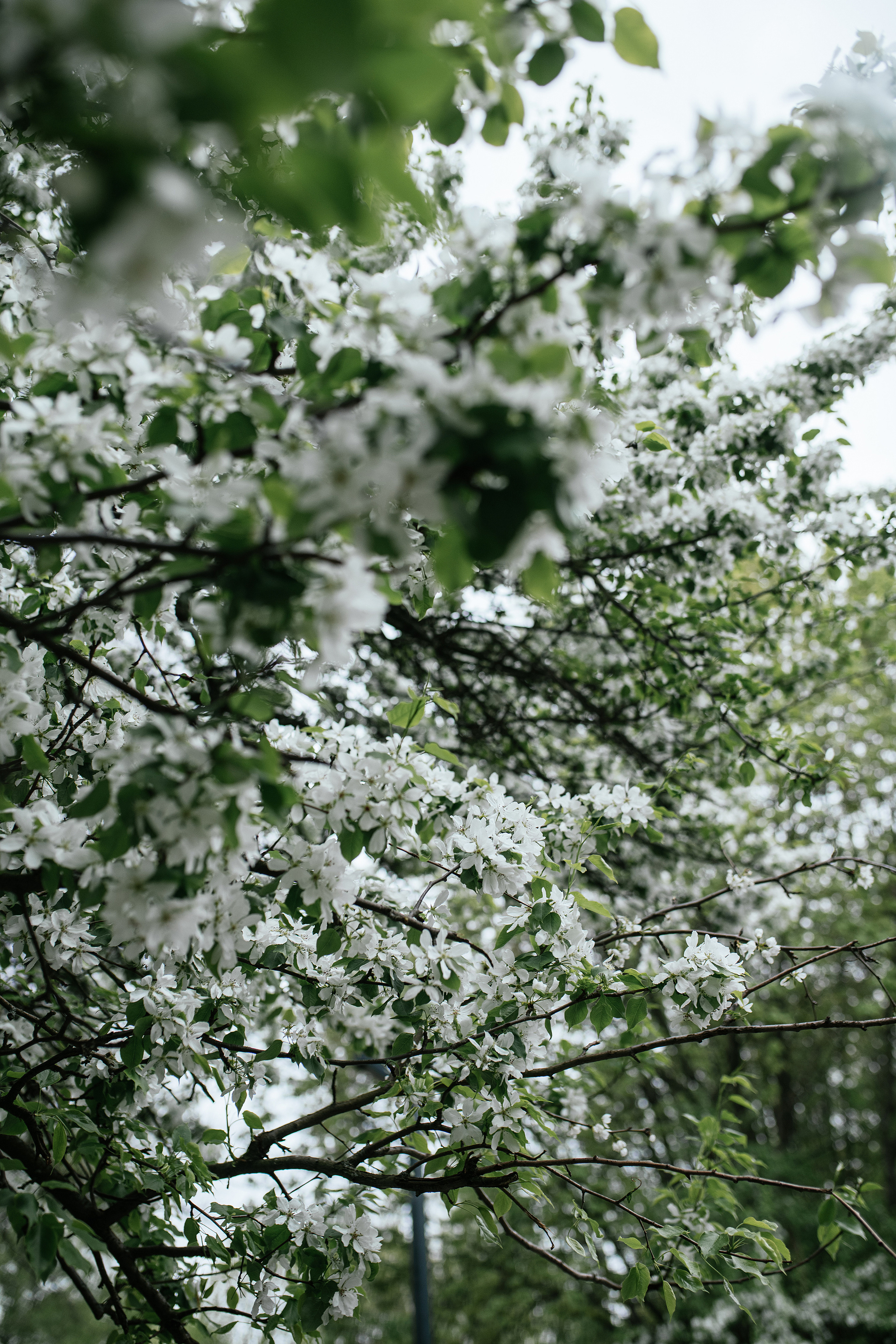 Ирина. Свадебный, семейный фотограф в Рязани Лена Брант
