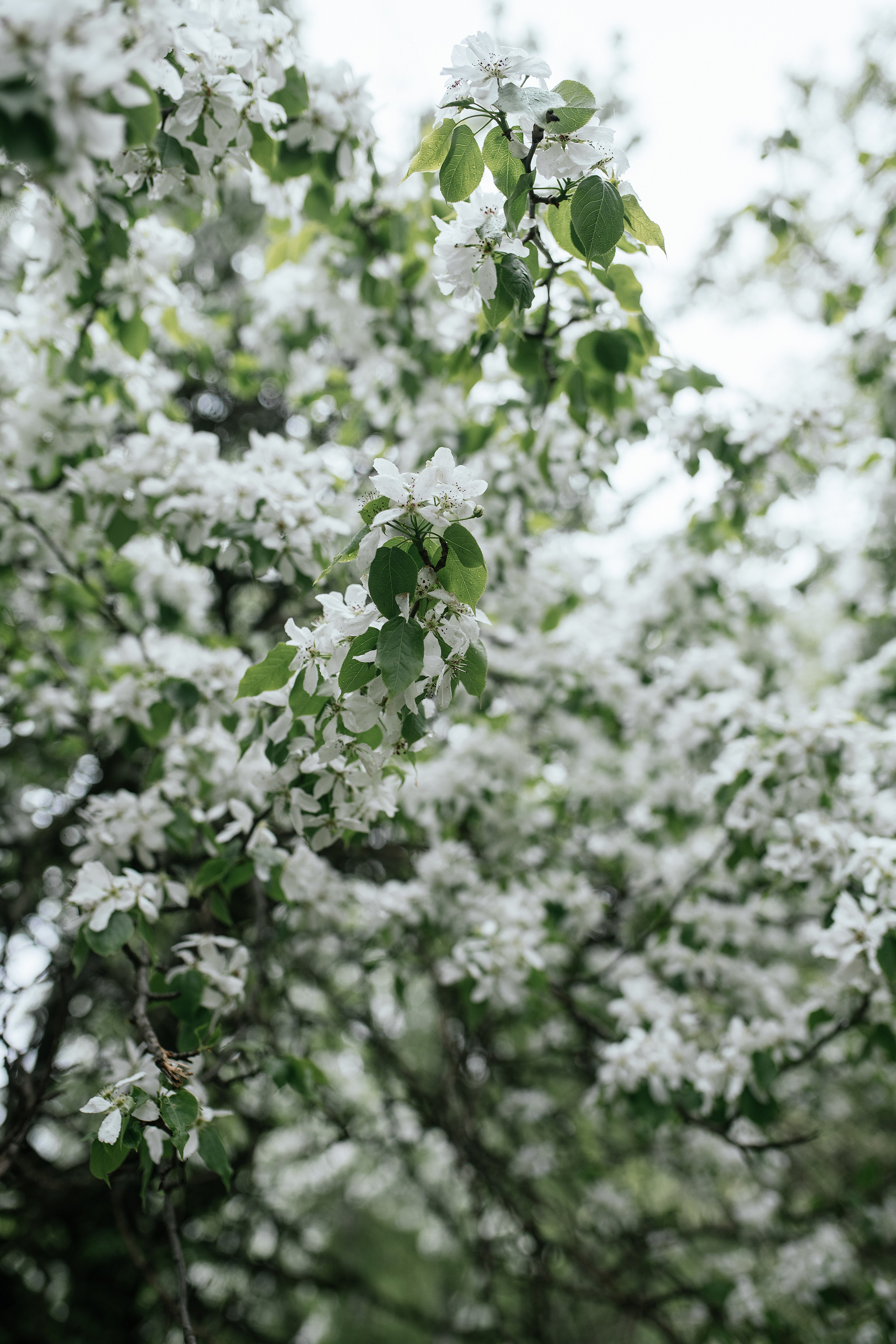 Ирина. Свадебный, семейный фотограф в Рязани Лена Брант