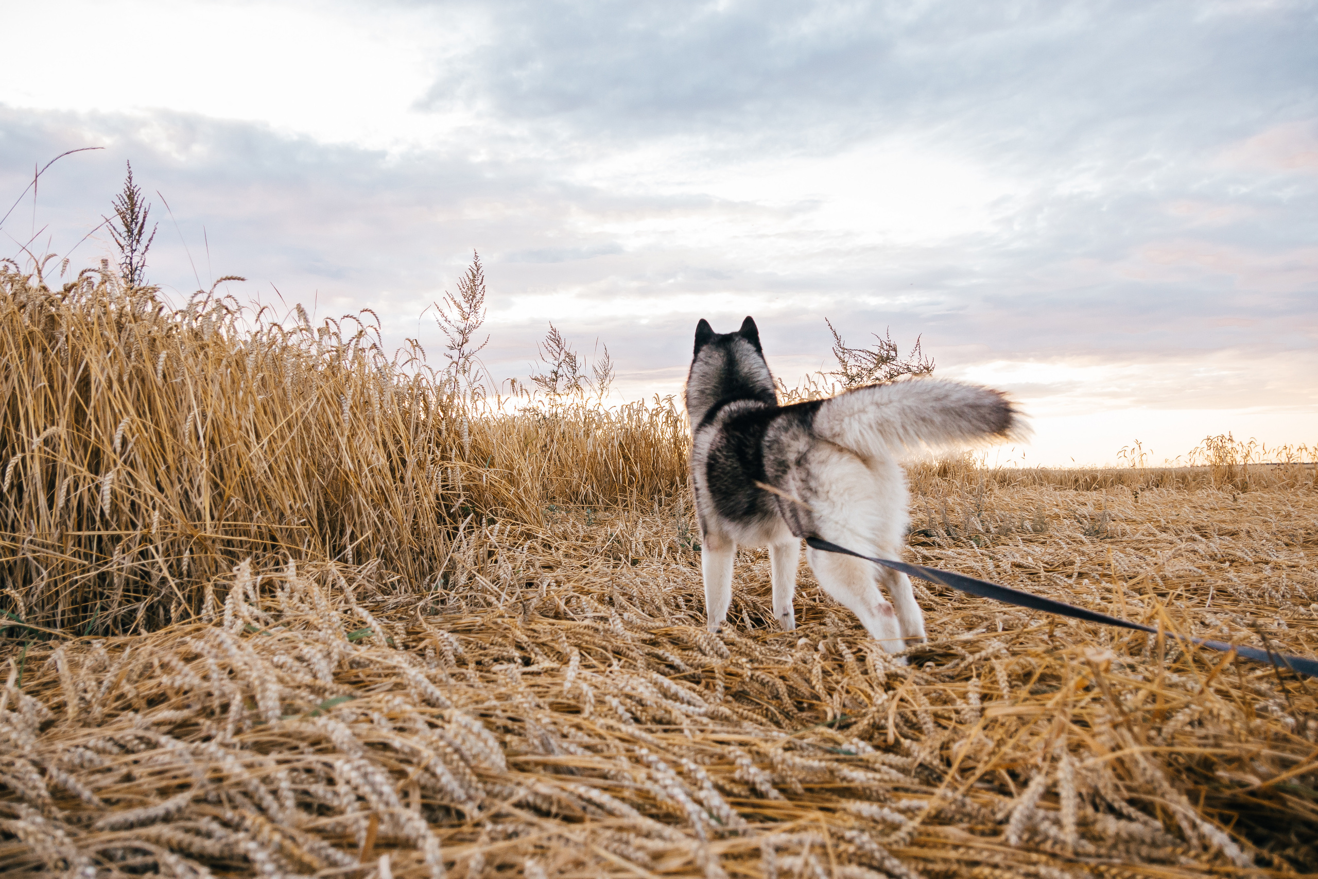 Свадебный фотограф Минск, Беларусь Кирилл Напреев. Свадебный фотограф Минск, Фаниполь, Беларусь Кирилл Напреев