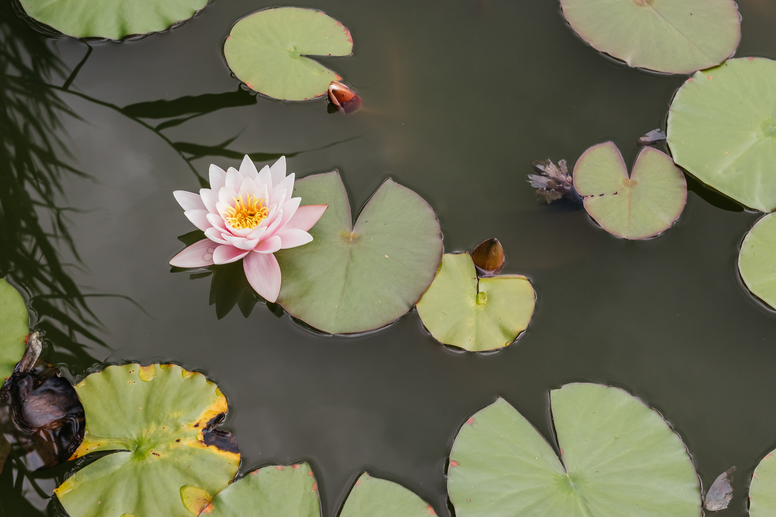 Свадебный фотограф Минск, Беларусь Кирилл Напреев. Свадебный фотограф Минск, Фаниполь, Беларусь Кирилл Напреев