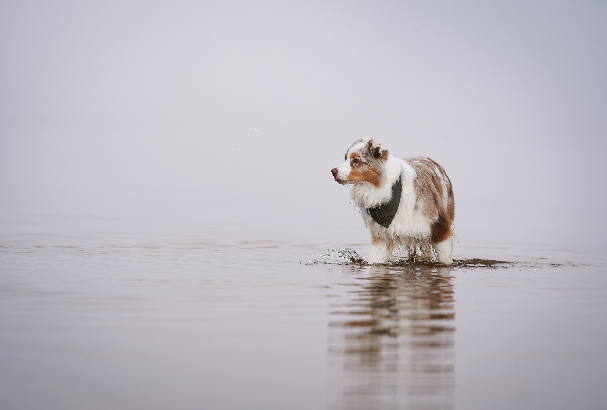 Панда Ладога. Фотограф-анималист в Санкт-Петербурге Яна Мартынова
