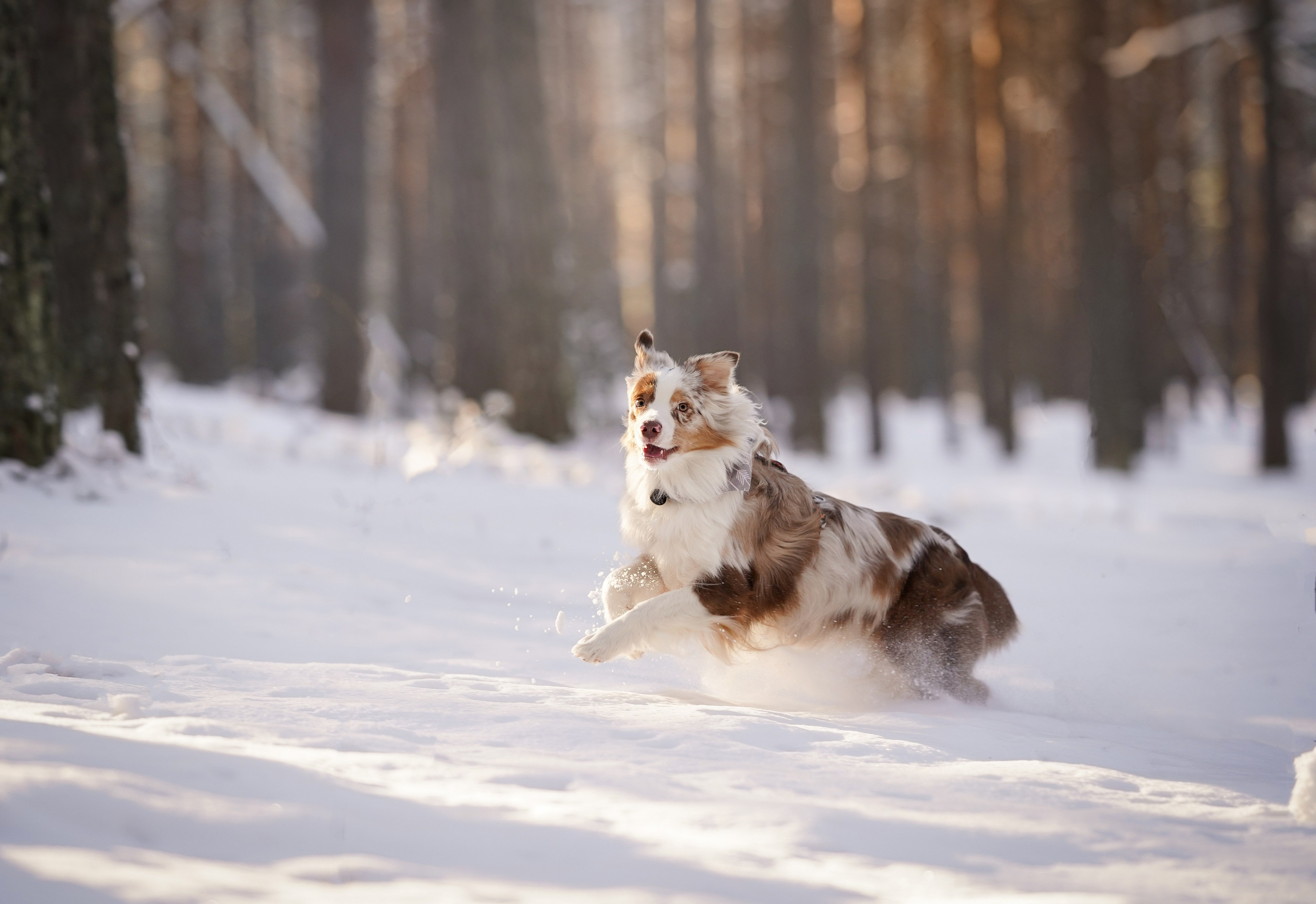 Панда март. Фотограф-анималист в Санкт-Петербурге Яна Мартынова