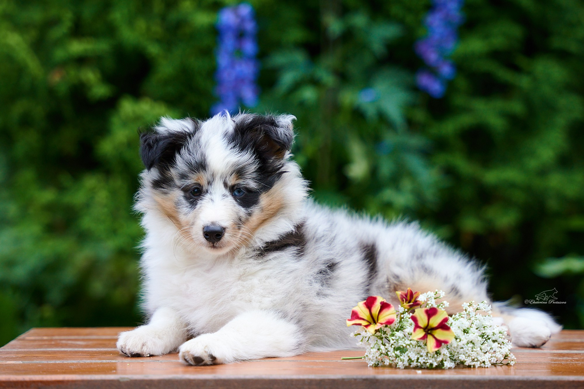 Шелтята. Фотограф-анималист в Иркутске