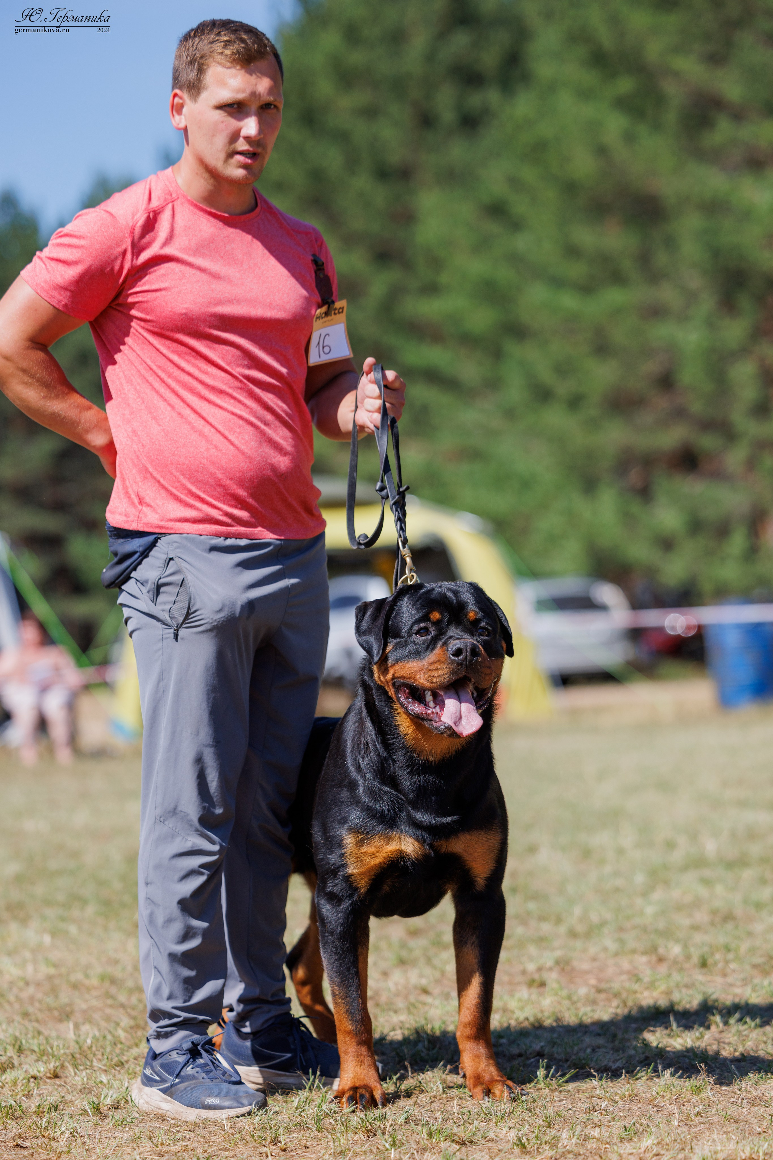 ПК и КЧК ротвейлеры Тверь 6-7.07.2024. Фотограф-анималист Юлия Германика