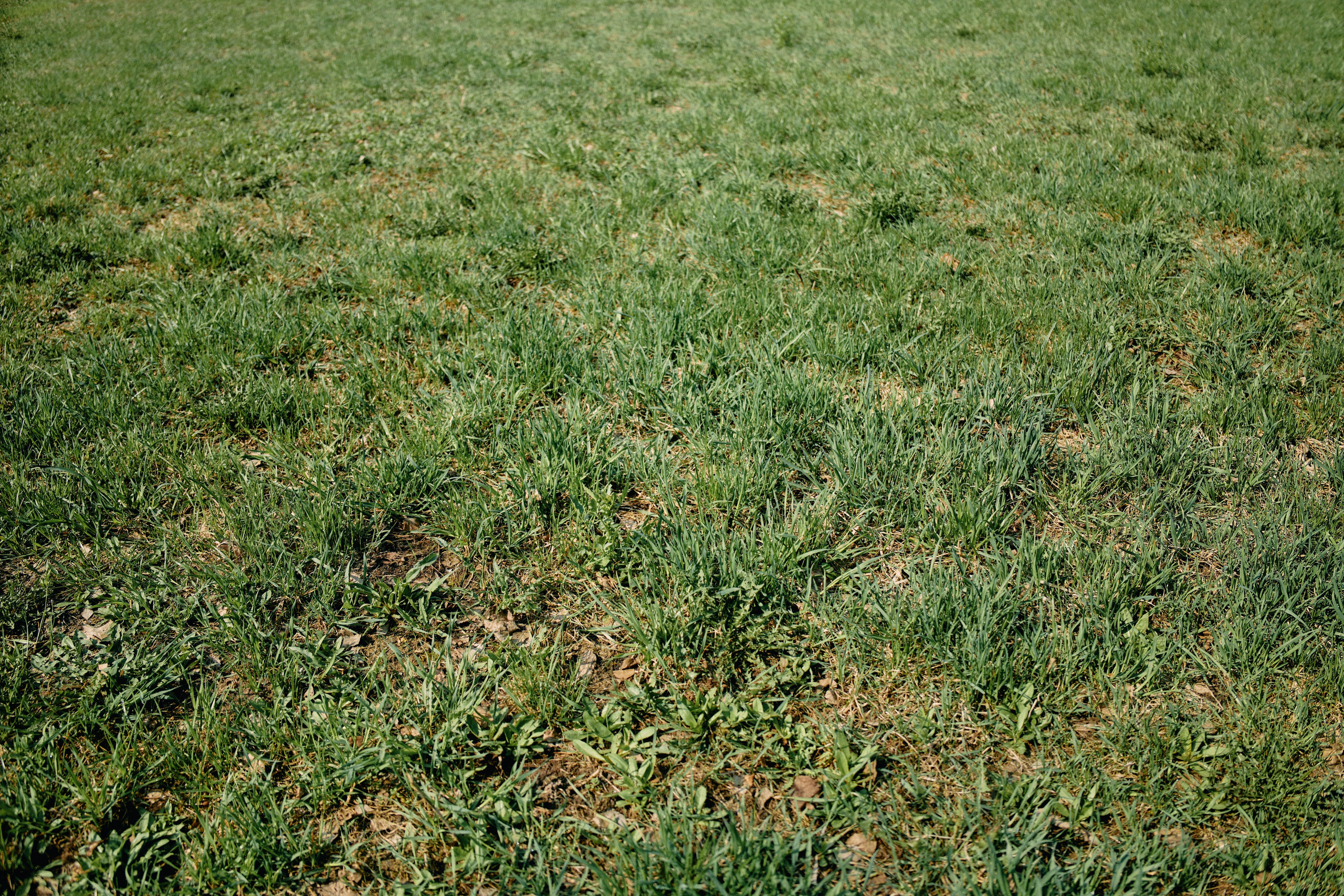 Бутик-отель Поле летом. Профессиональный Фотограф во Владимире, в Москве и в Суздале — Полина Романычева