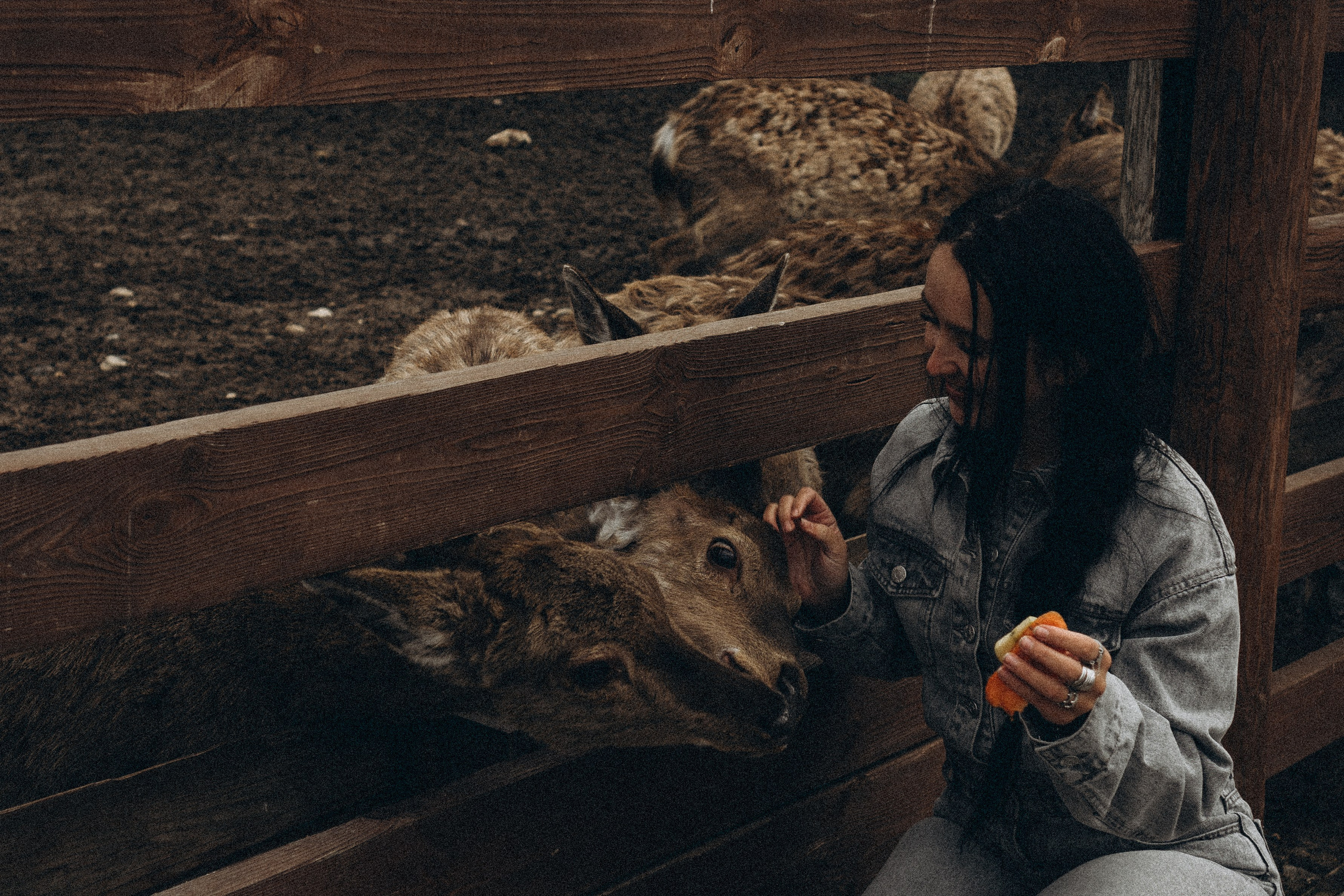 ОЛЕНЬЯ ФЕРМА В ТВЕРИ. Профессиональный фотограф, Санкт-Петербург — Виктория Богомолова
