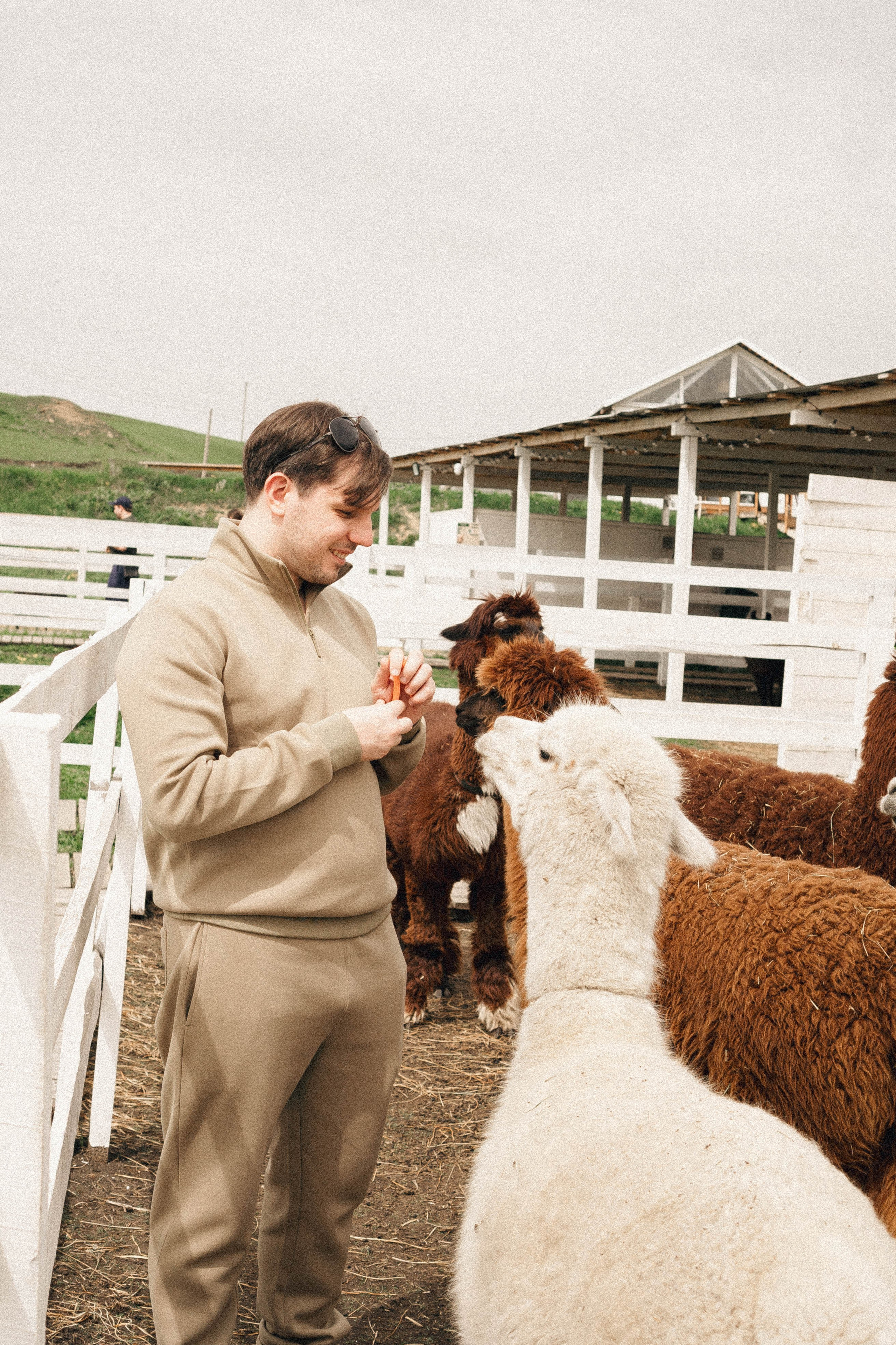 Ферма Альпак. Профессиональный фотограф, Санкт-Петербург — Виктория Богомолова