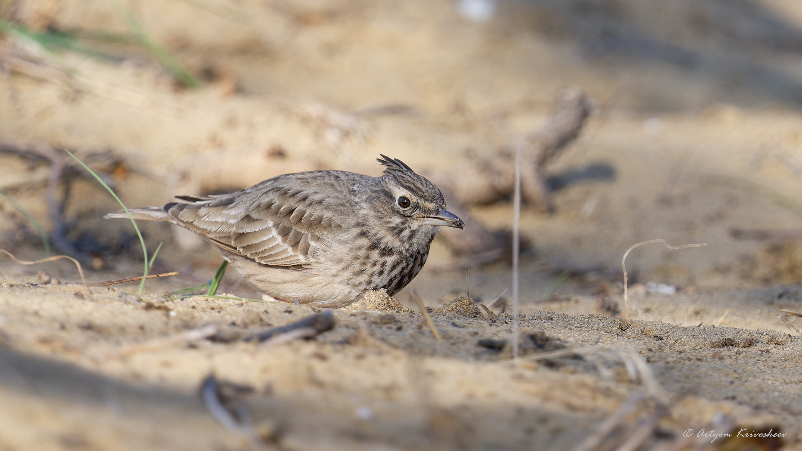 Хохлатый жаворонок. Фотограф и путешественник Артём Кривошеев
