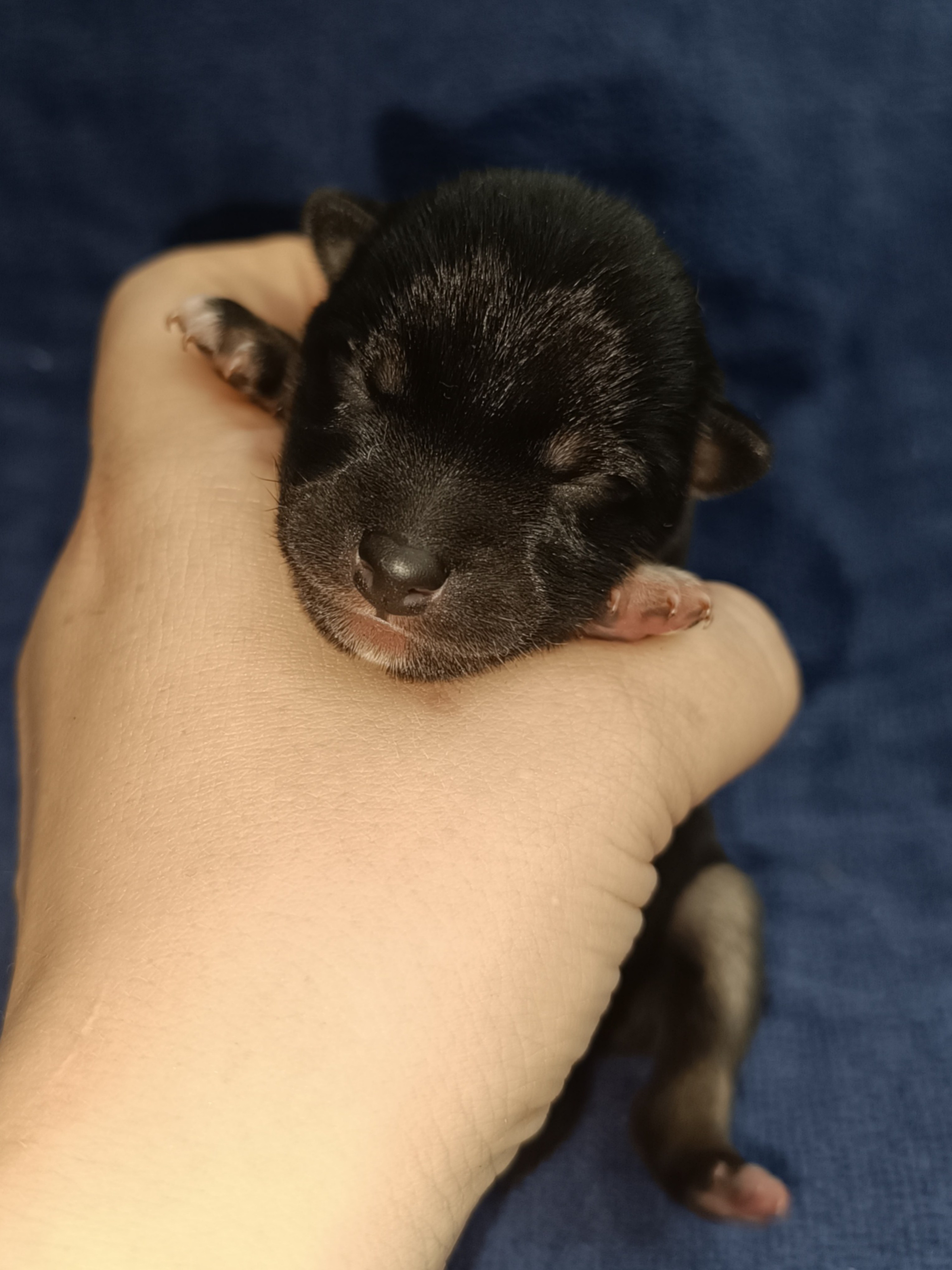 сиба питомник Рубилайт щенки на продажу rubylight  сиба щенки купить СПб Санкт-Петербург 