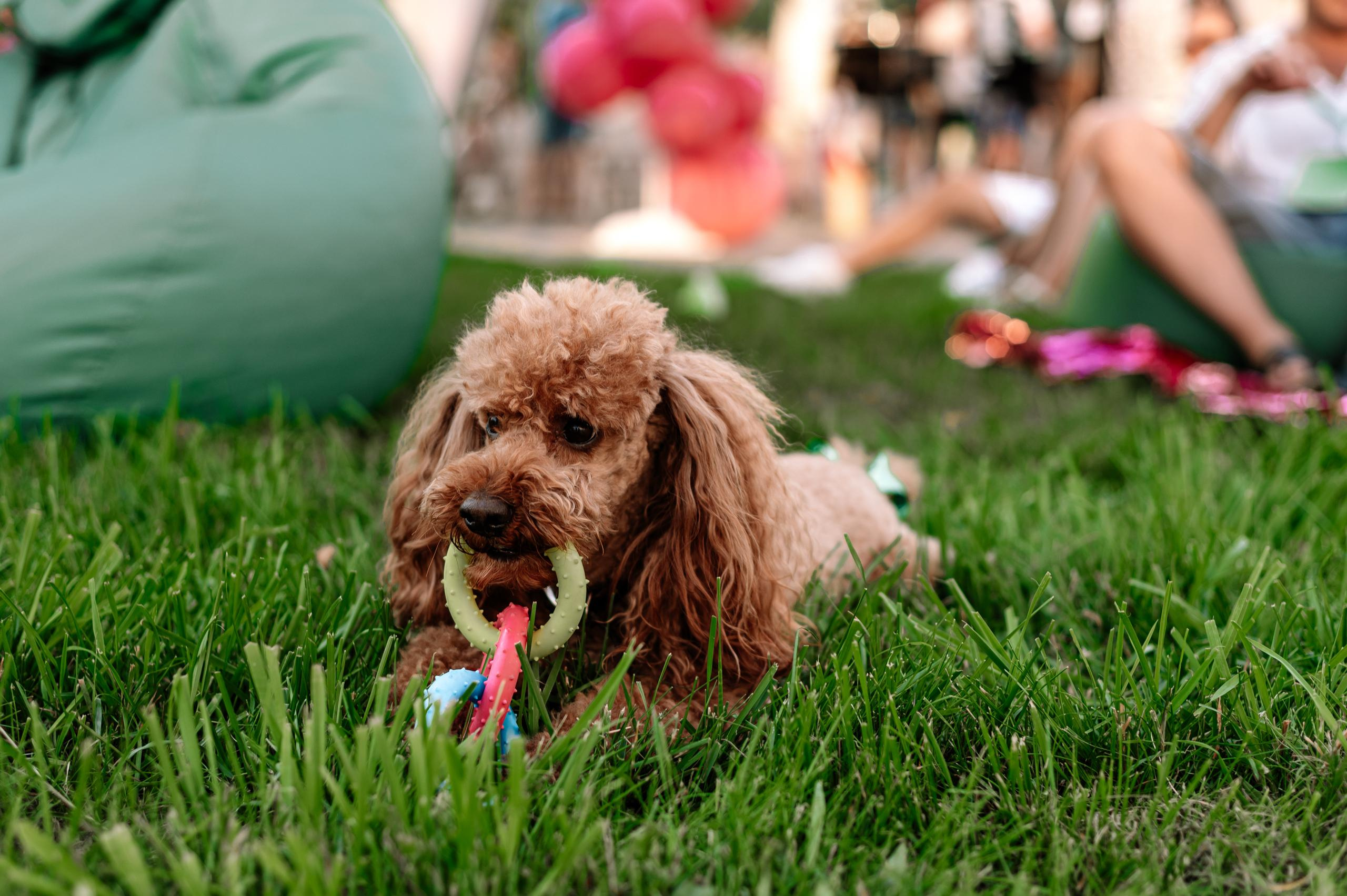 Открытие Clever Park екатеринбург. Максим Комаров — Профессиональный фотограф