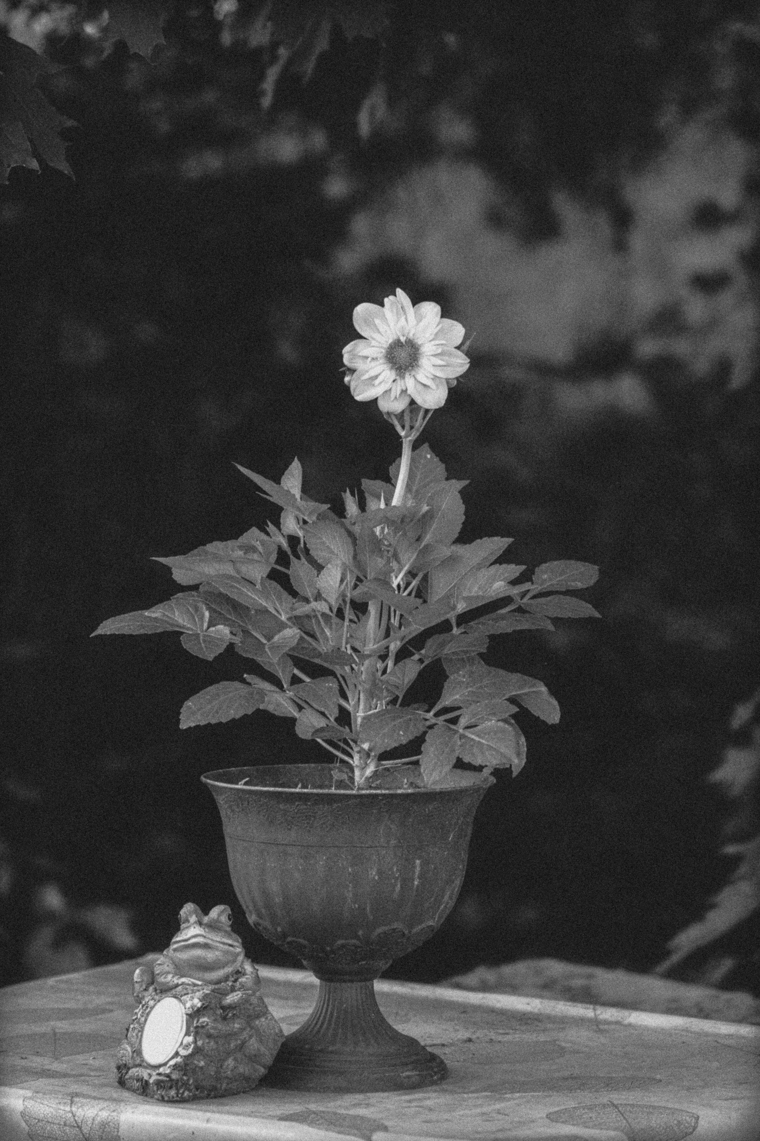 Ч.б. фотографии. Фотографии Лены Соколовой