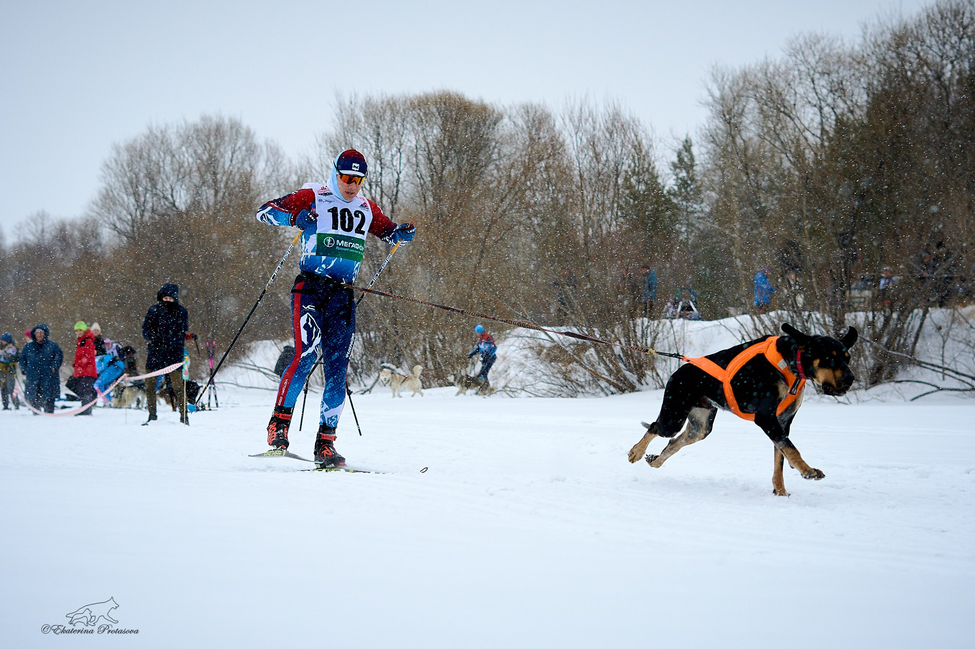 Соревнования по скиджорингу. Фотограф-анималист в Иркутске