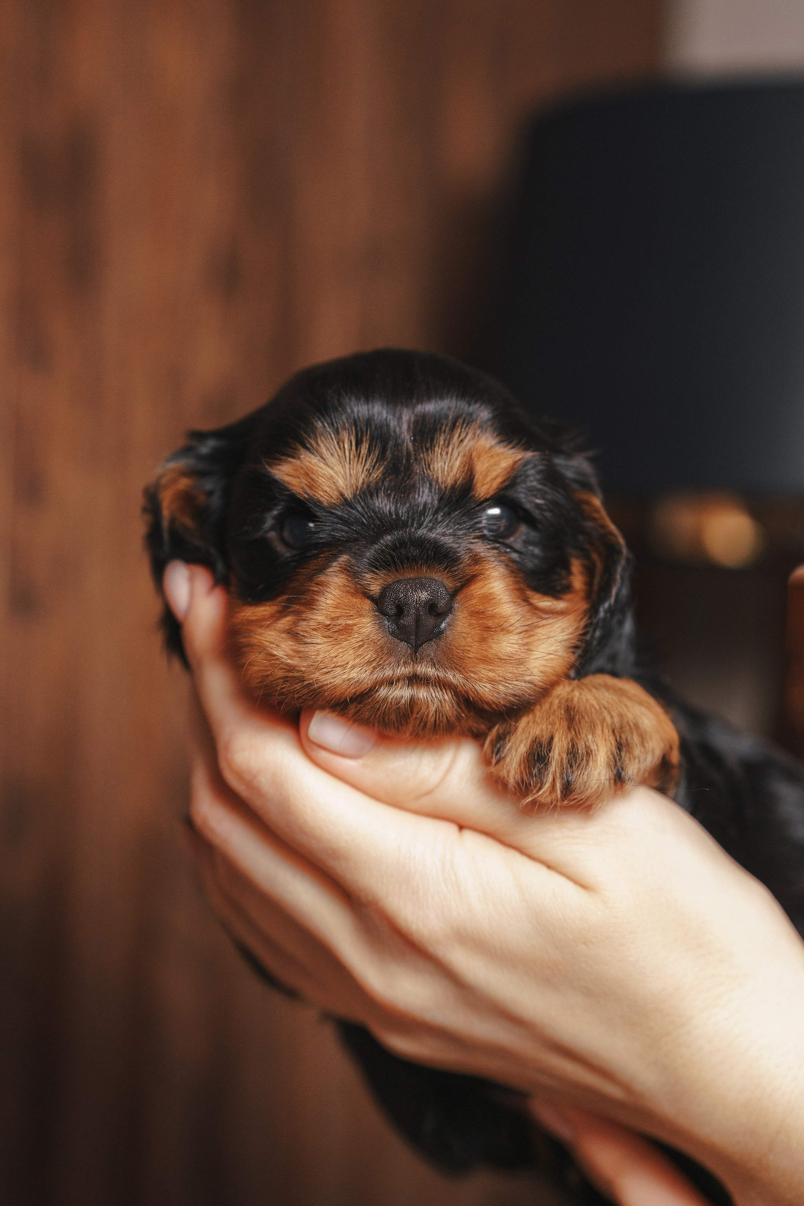 ККЧС. Фотограф анималист Осипчикова Мария