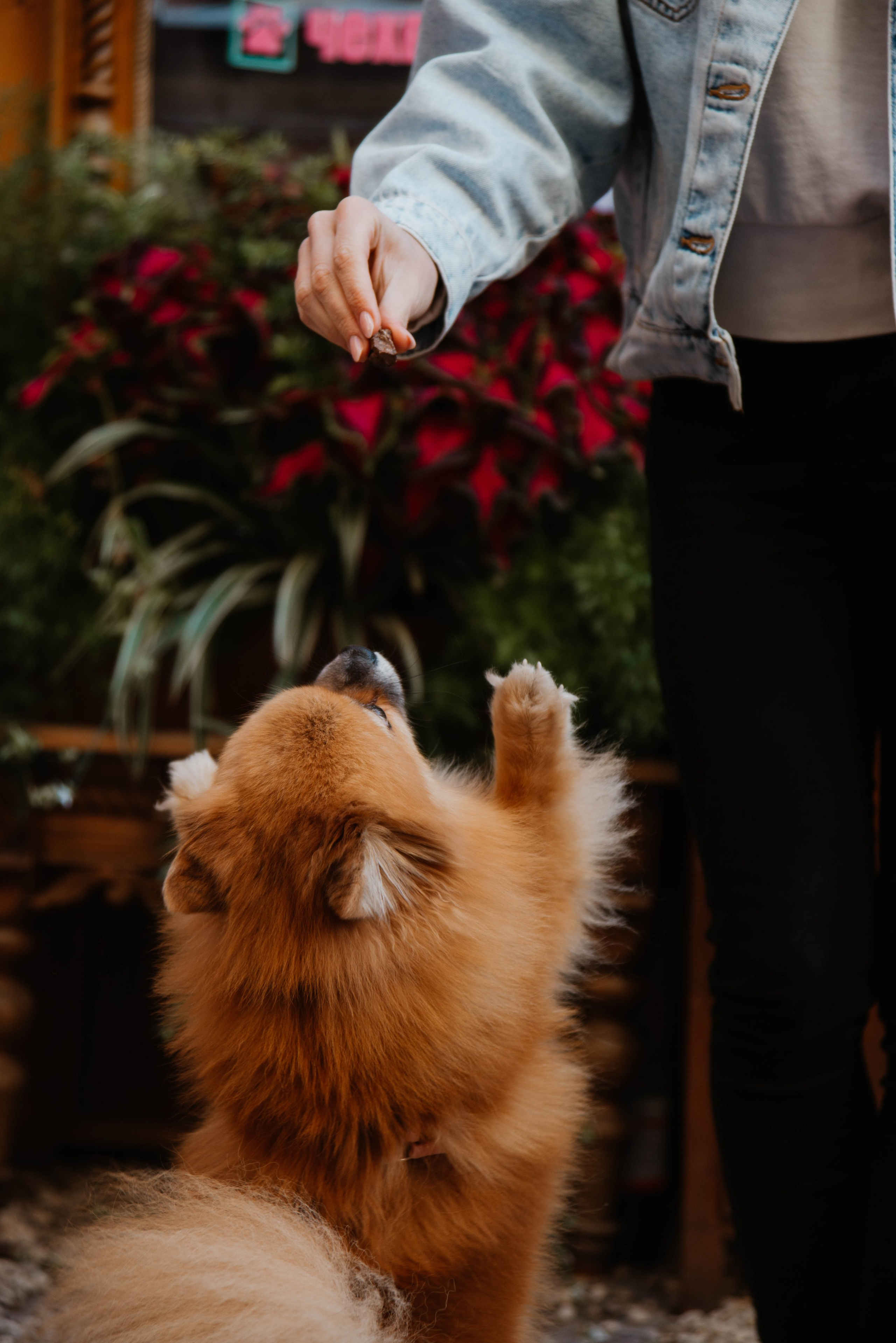 Дог-вечеринка на летнике «Кутёж». Ксения Glossa. Портретный и репортажный фотограф в Самаре