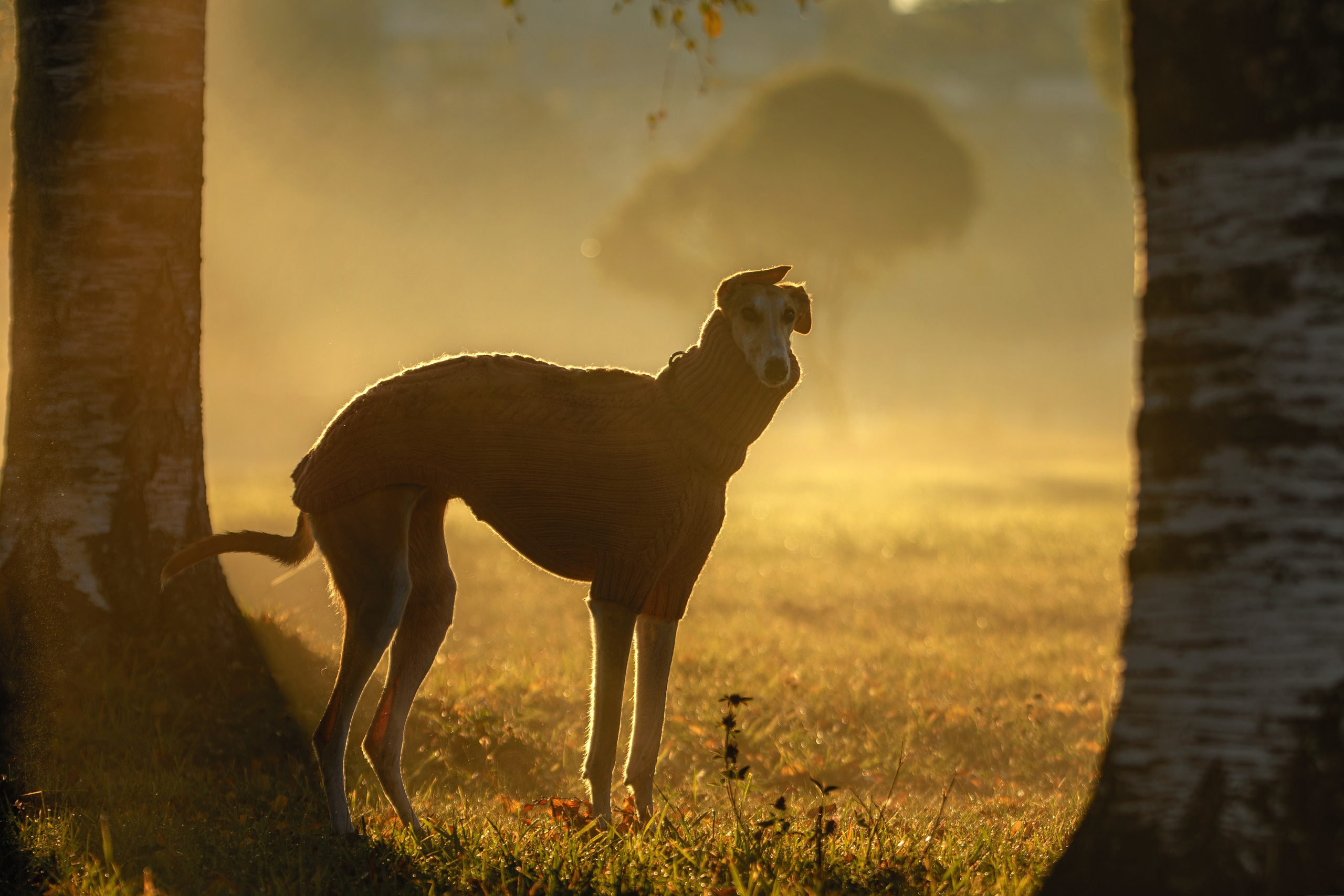 Осеннее утро с Мухой. Фотограф-анималист Юлия Зубкова