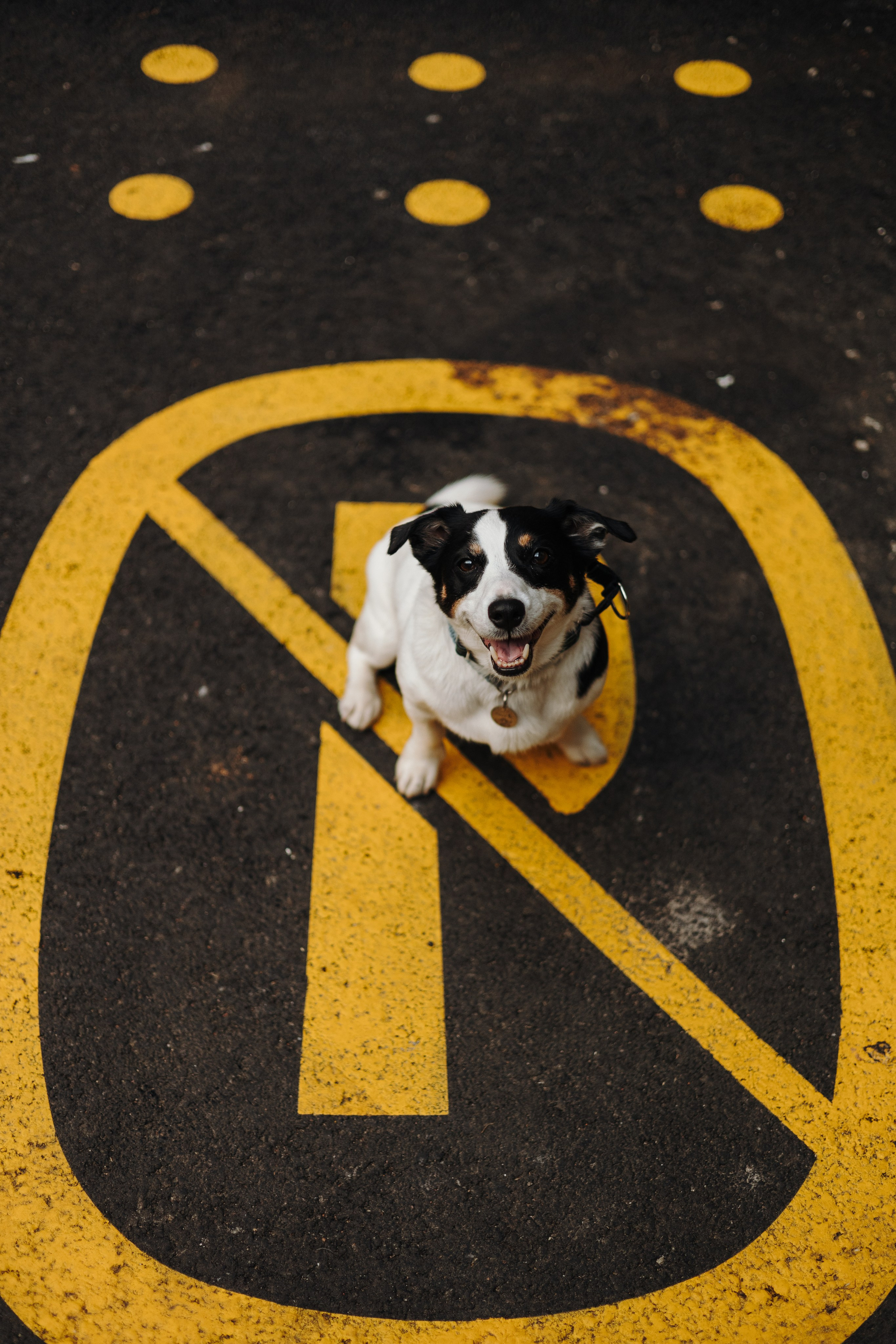 Фотограф животных Евгения Верцинская