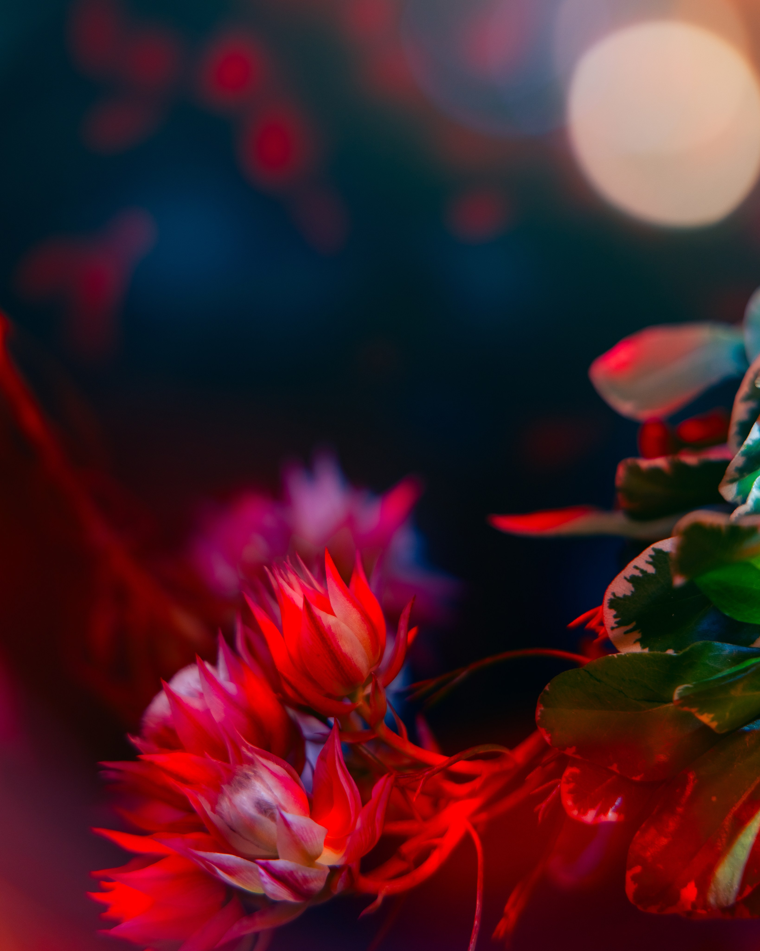 Self. Портретный фотограф Юлия Дроздова | Санкт-Петербург | Москва