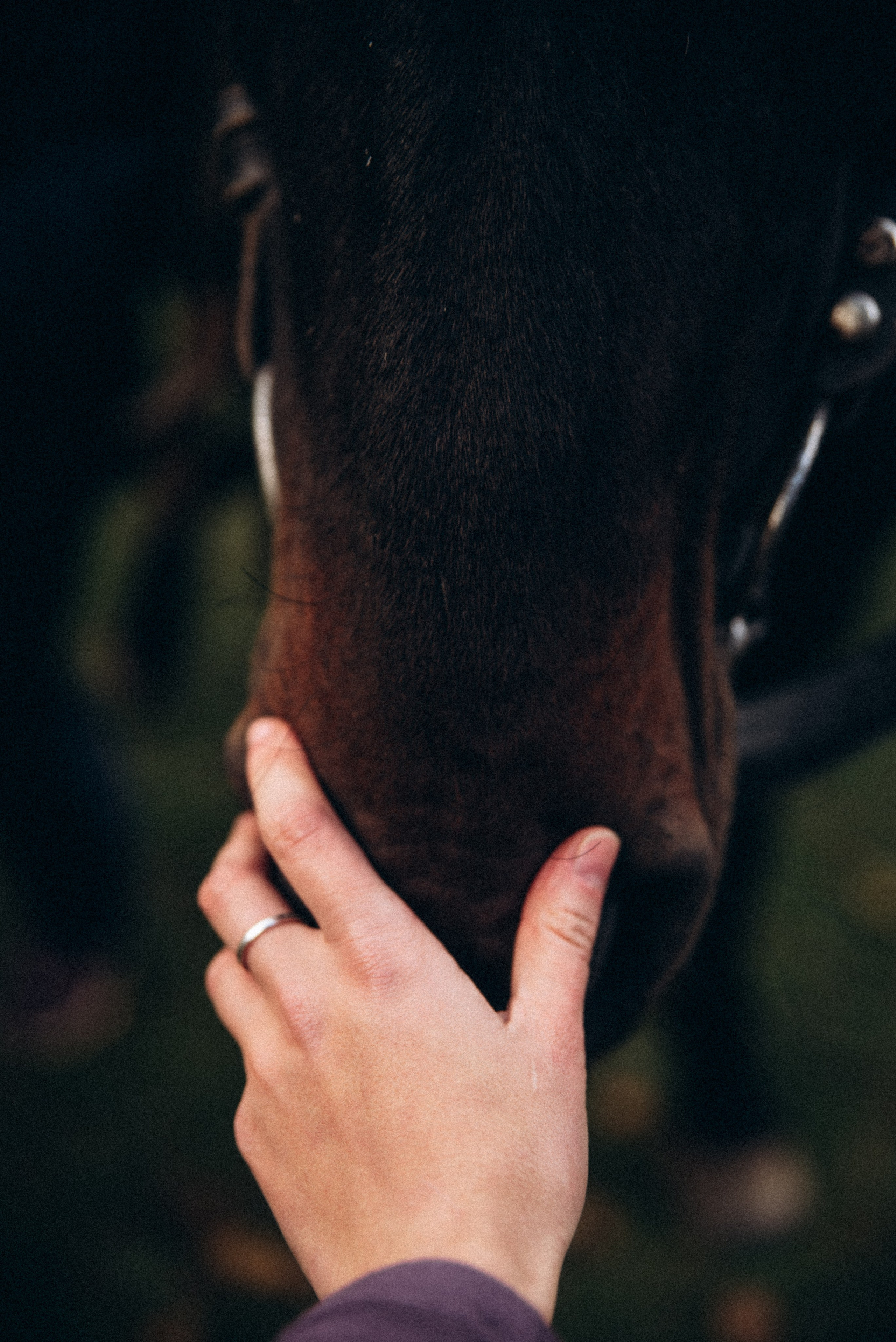 Конный поход 🇬🇪 «PVD Club». Anita_photo