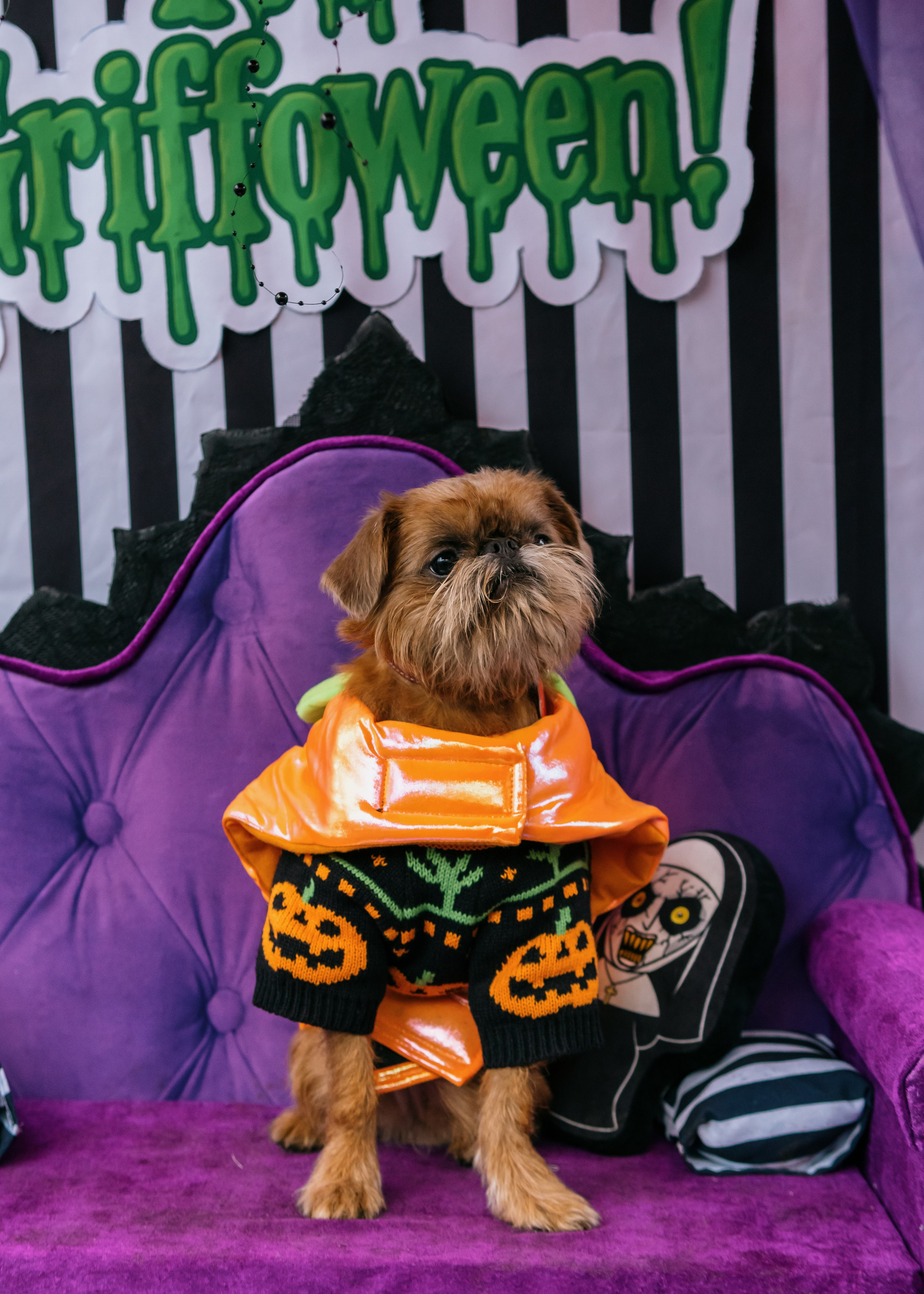 Тематическая встреча породников «Griffween». Фотограф-анималист Ксения Воробьева, Москва