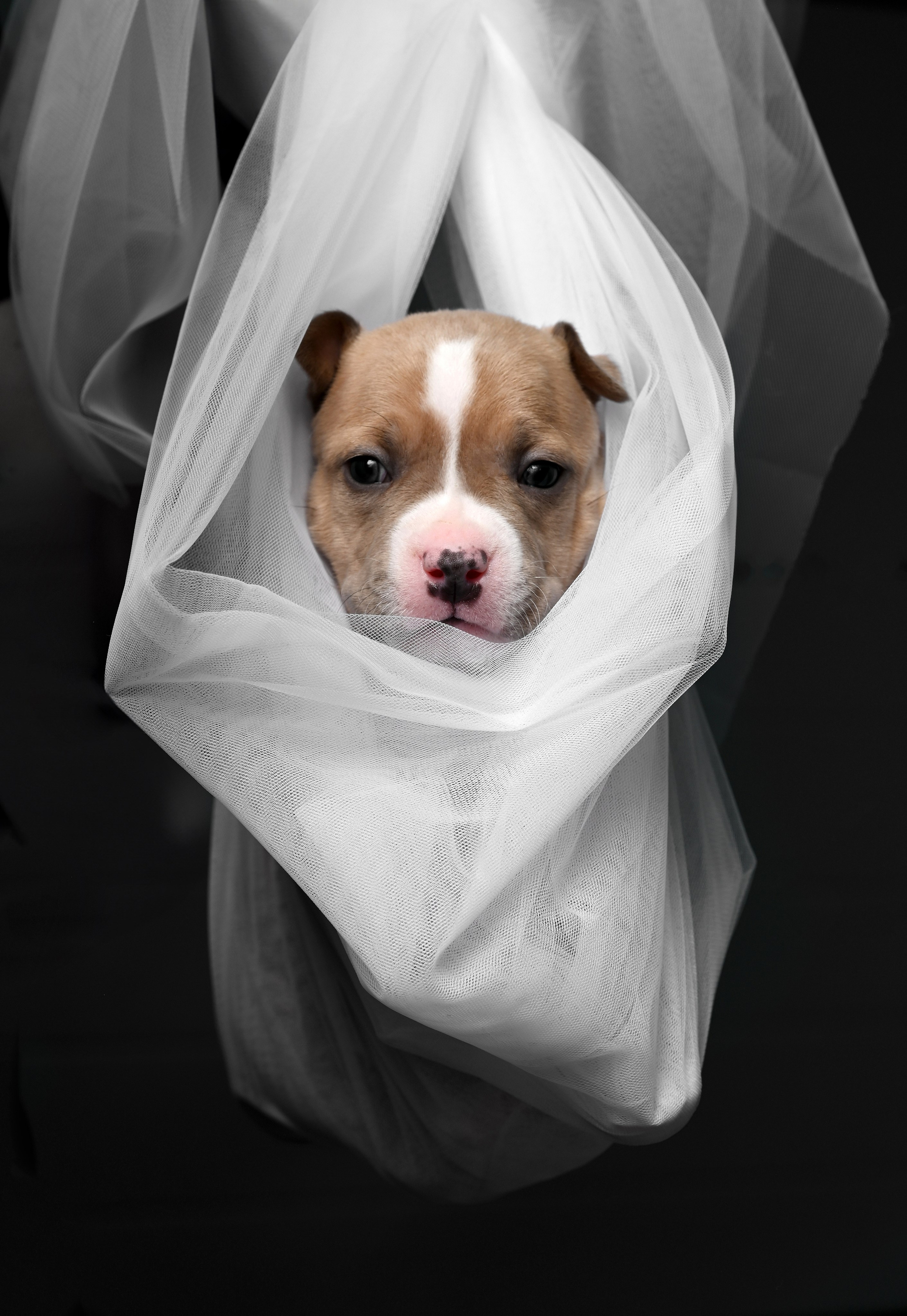 Фотосессия собак, щенков,. Предметная фото и видеосъемка в Саратове| Профессиональный фотограф