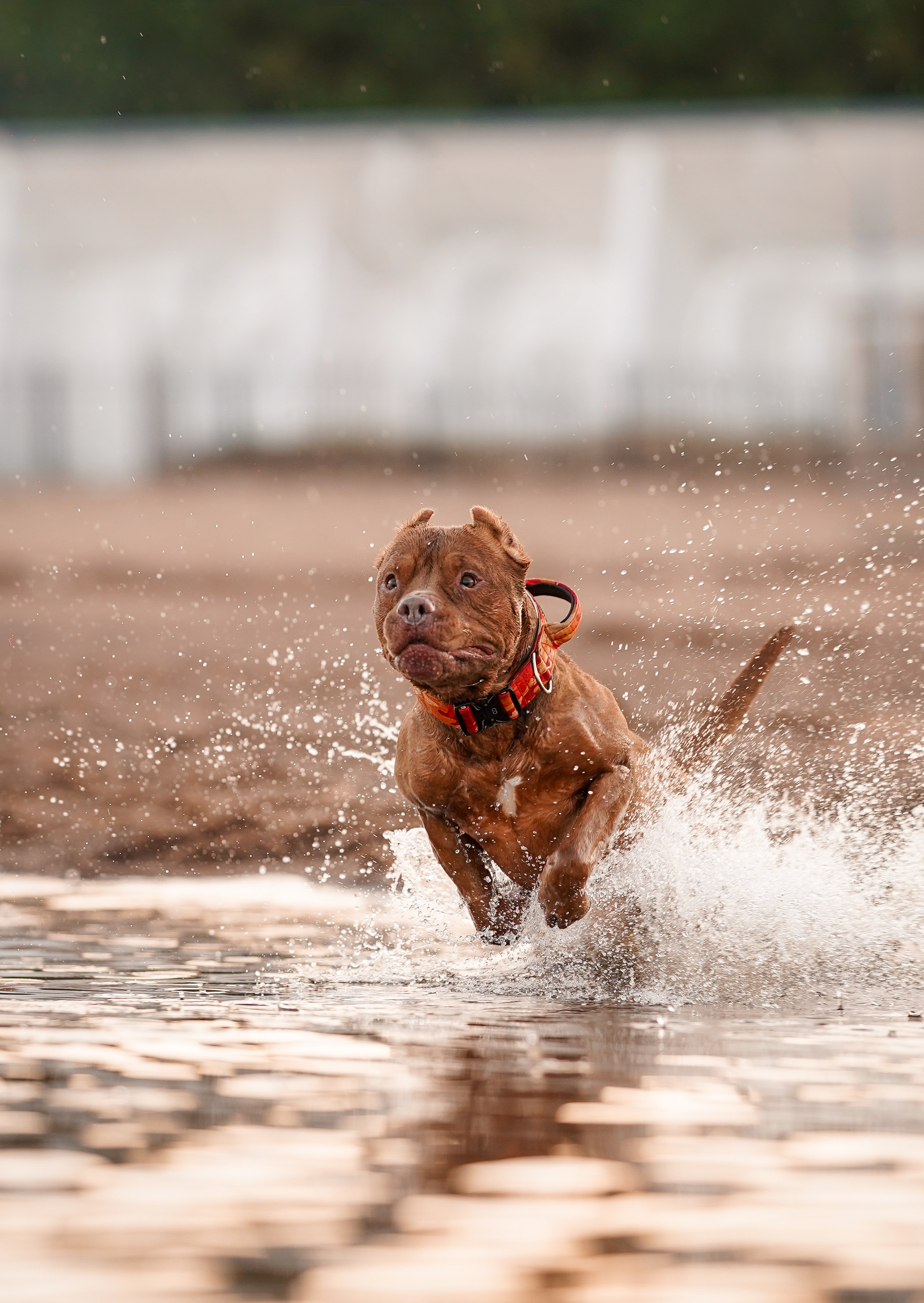 Татьяна Изи и Джем. Фотограф-анималист в Санкт-Петербурге Яна Мартынова