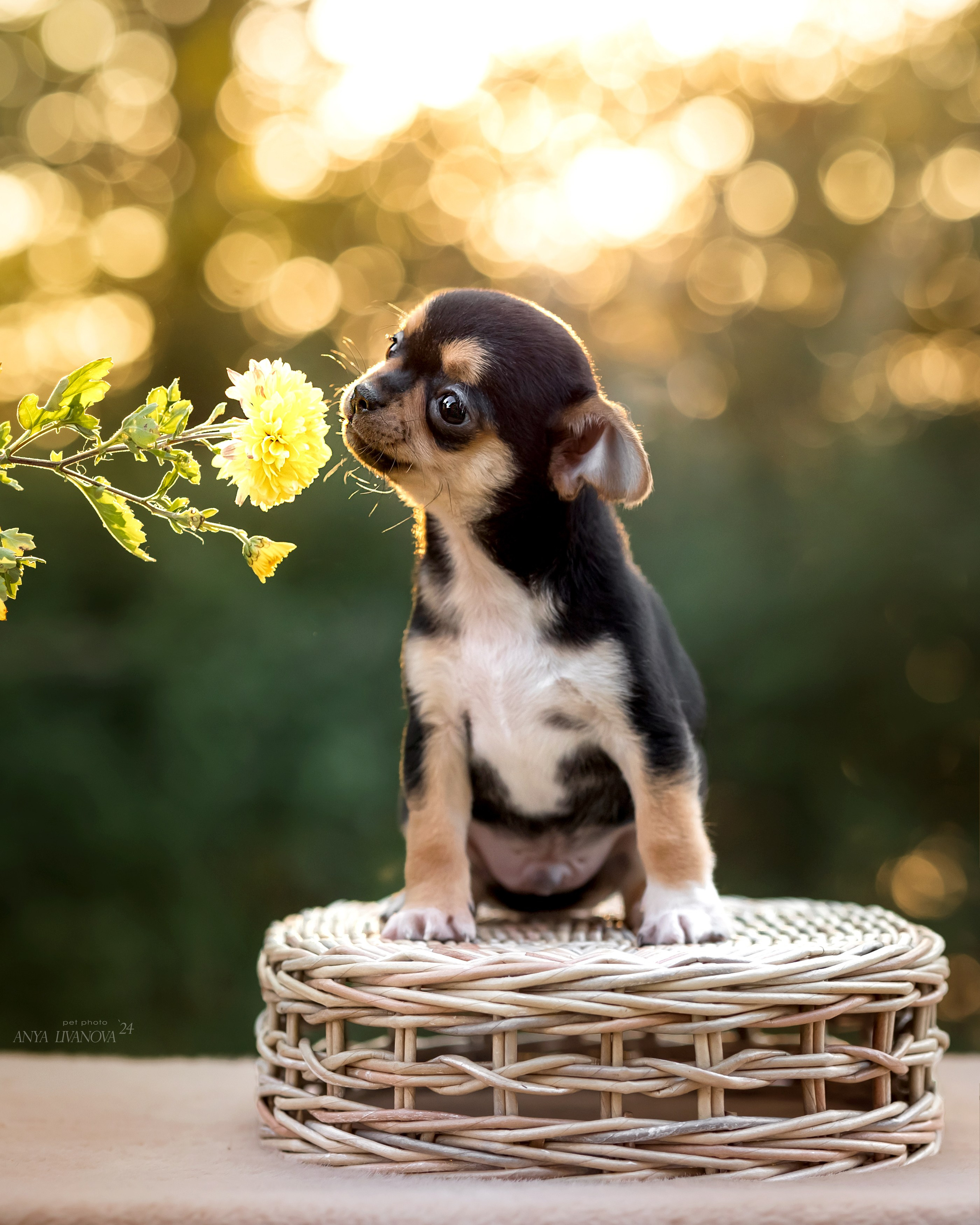 Чихуахуа. Фотограф анималист Аня Ливанова | Рыбинск