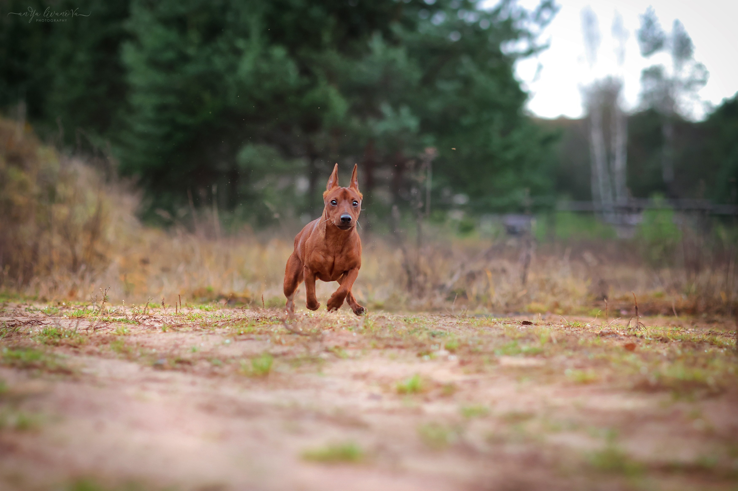 Пашка. Фотограф анималист Аня Ливанова | Рыбинск
