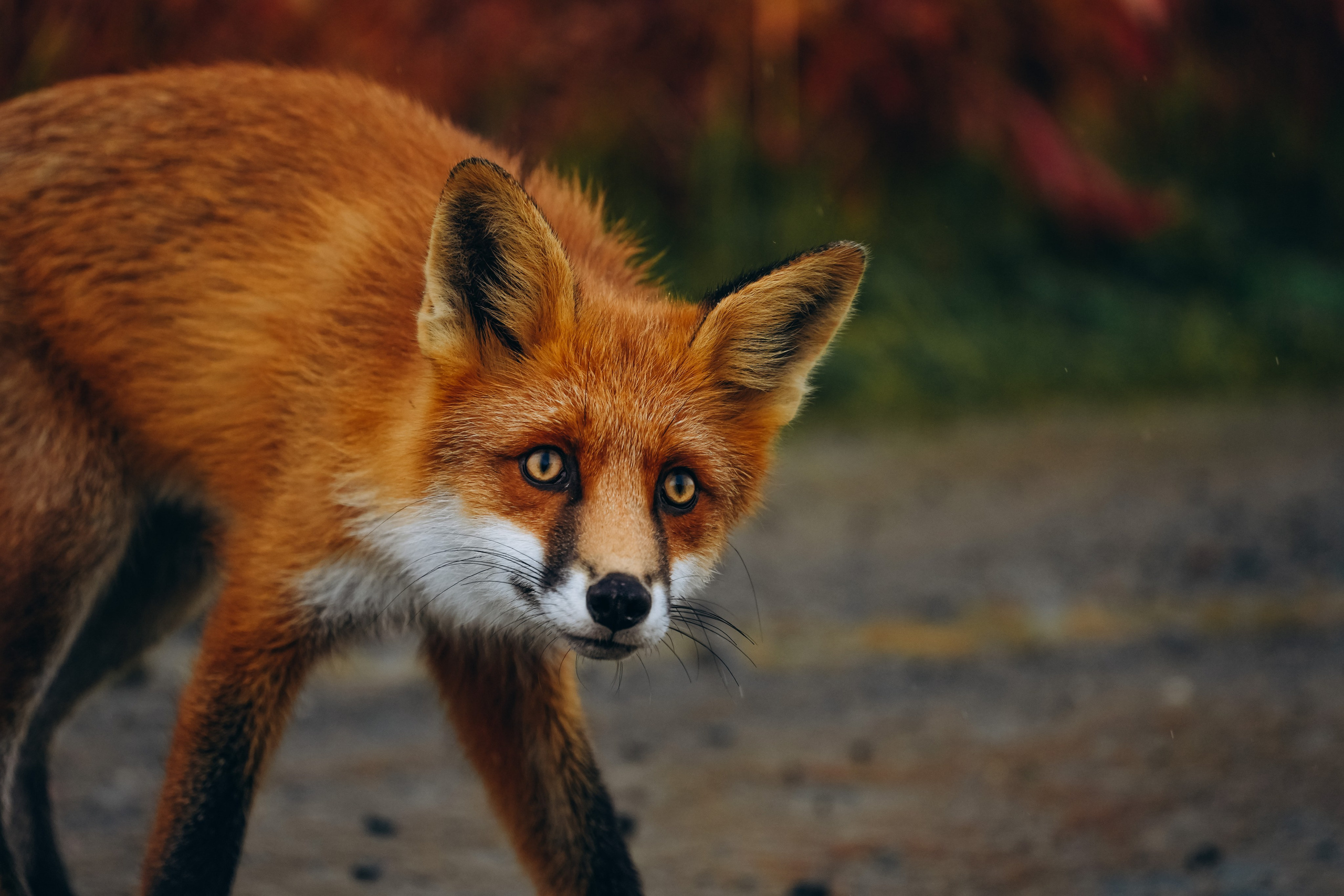 СЕВЕР. Event фотограф Степанова Александра