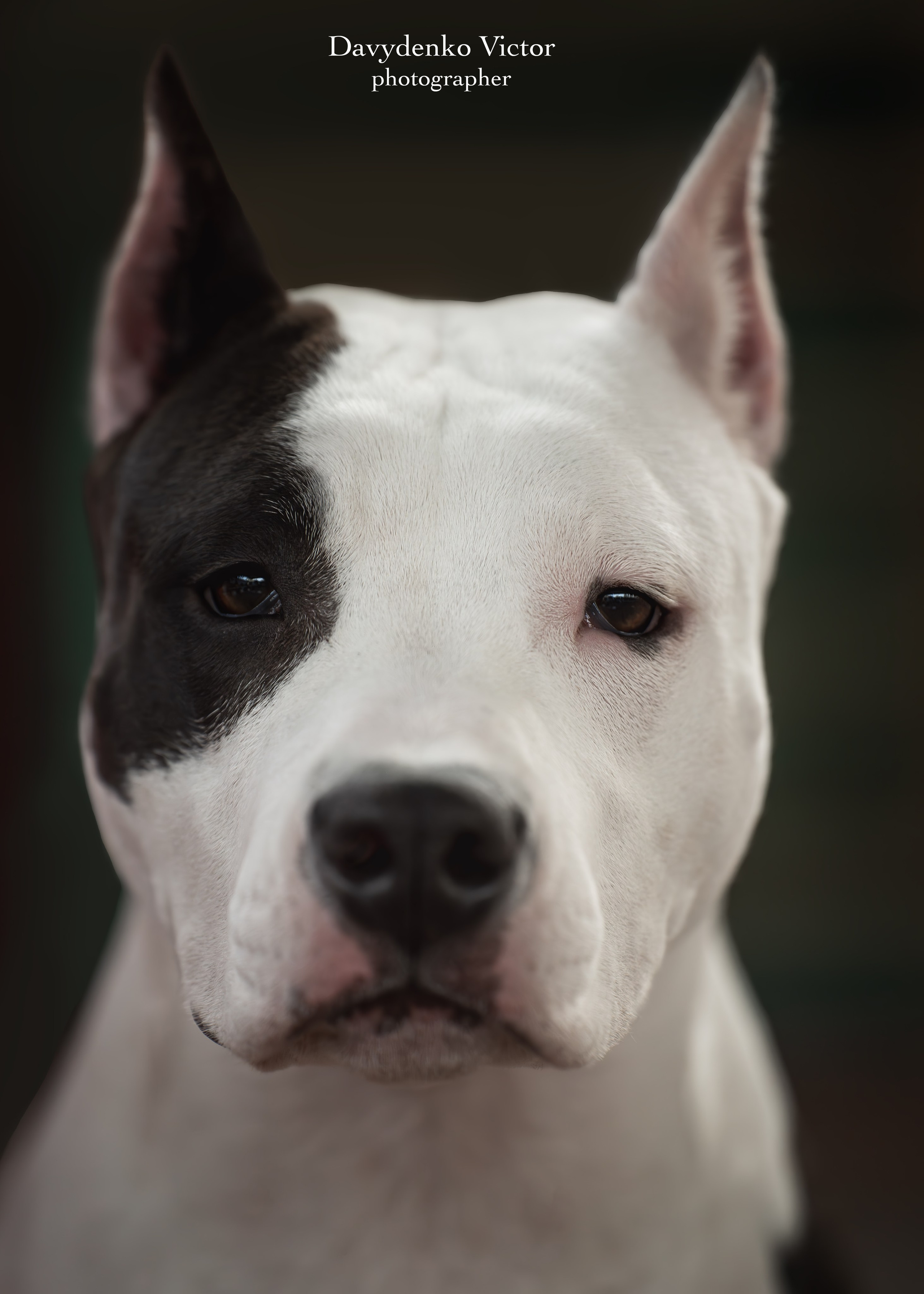 фотосессия собак краснодар выставка собак фотограф анималист сочи 