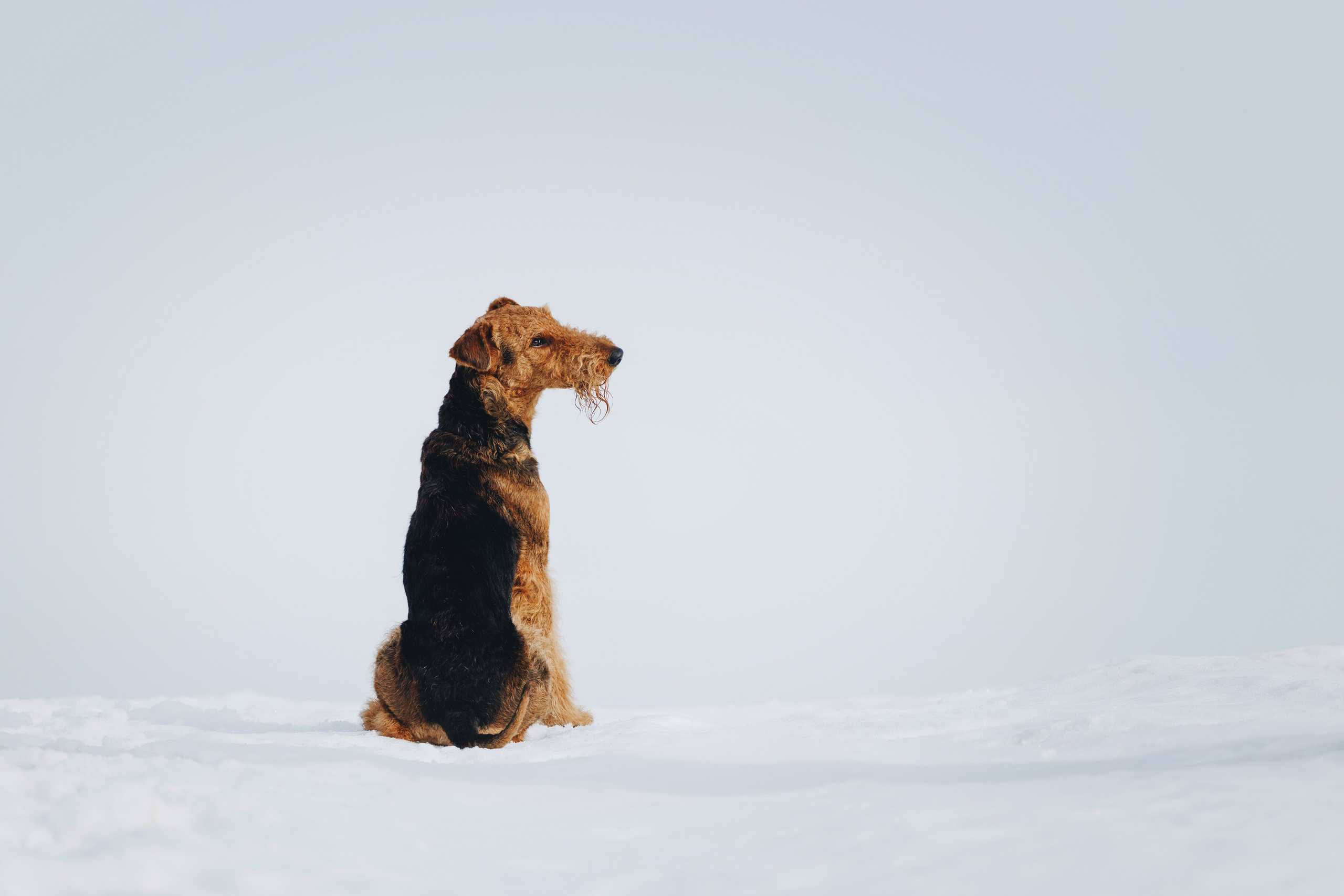 Оля и Хард. Фотограф анималист Осипчикова Мария