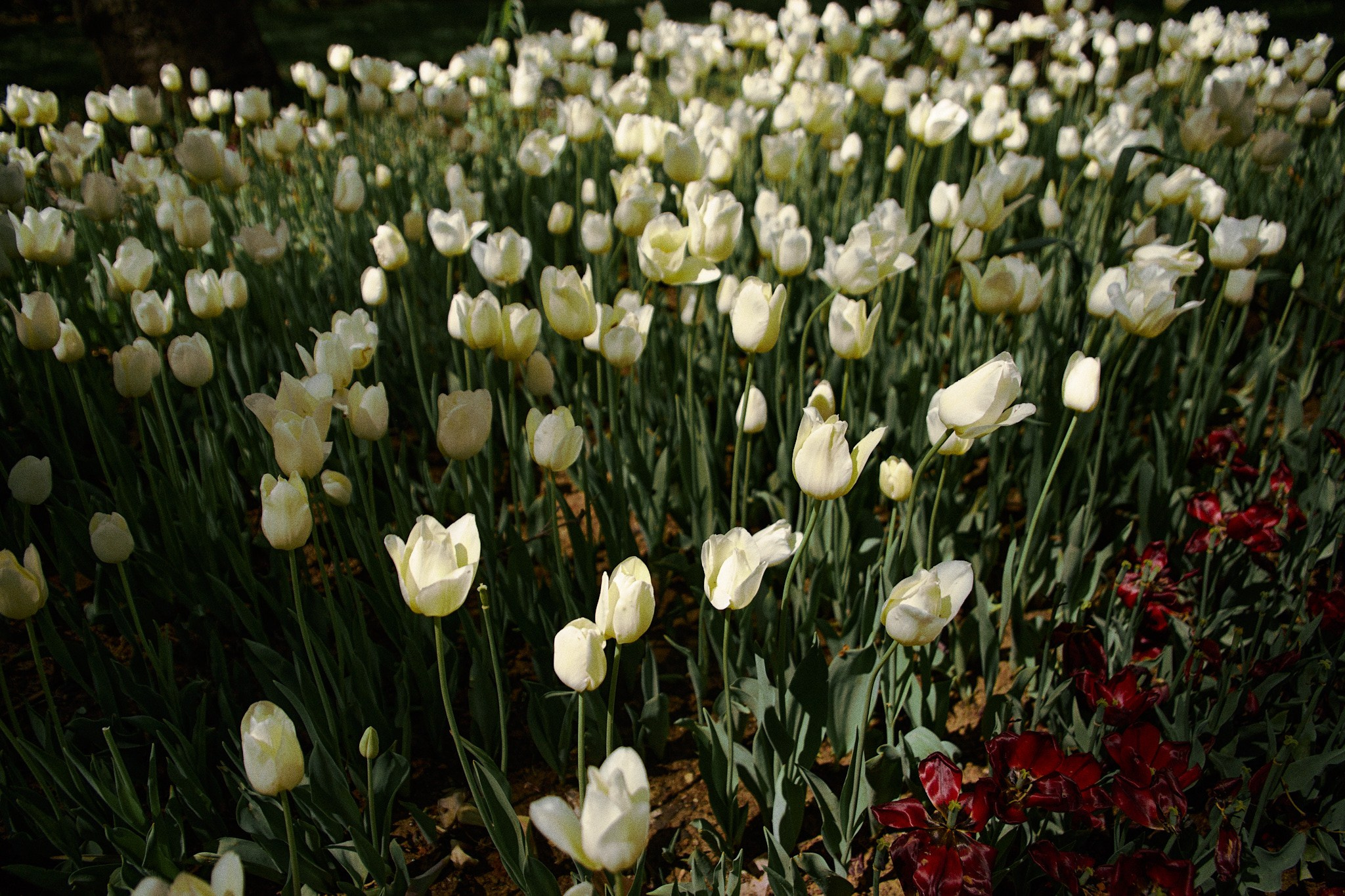 Улица горизонтальная. Jorgis — фотограф в Хургаде / обучение фотографии