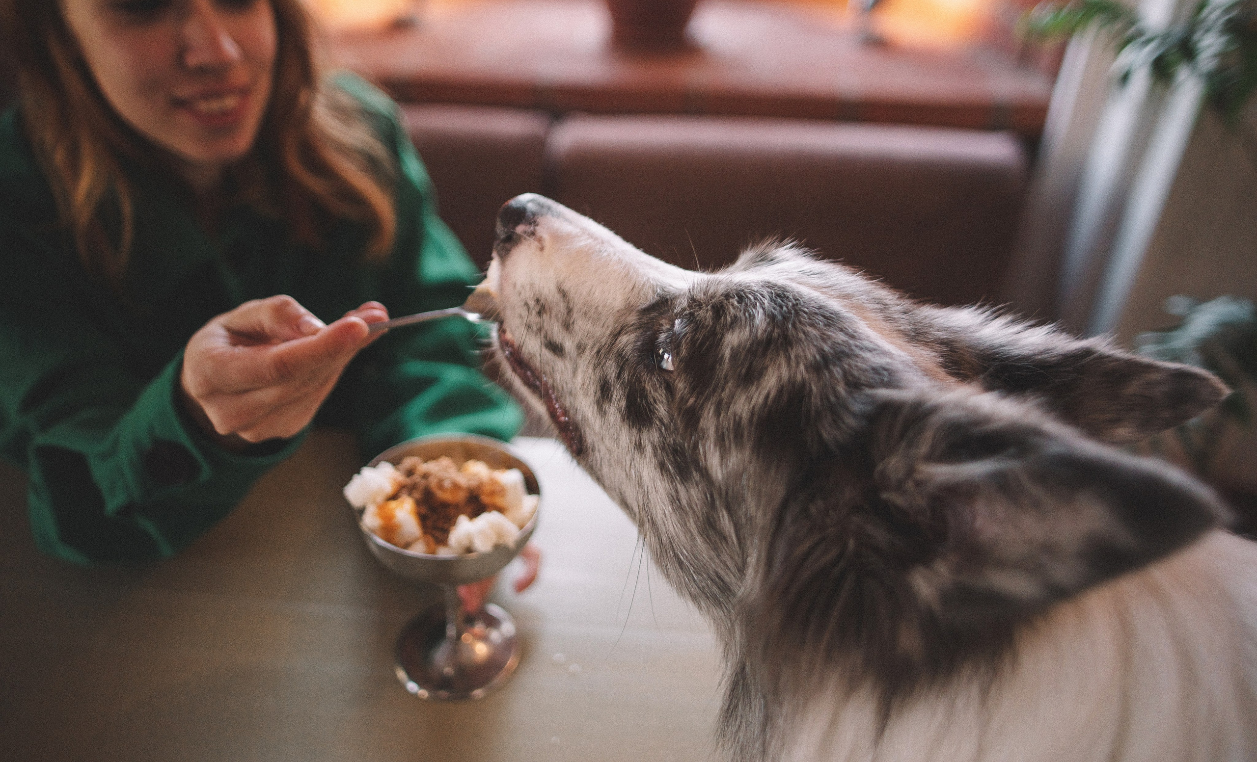Диана и Робин. Фотограф-анималист Богданова Полина
