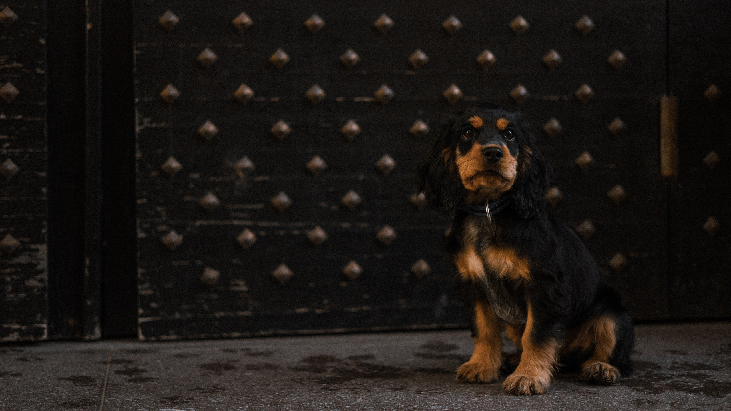 Аня и Ривер. Фотограф-анималист Богданова Полина