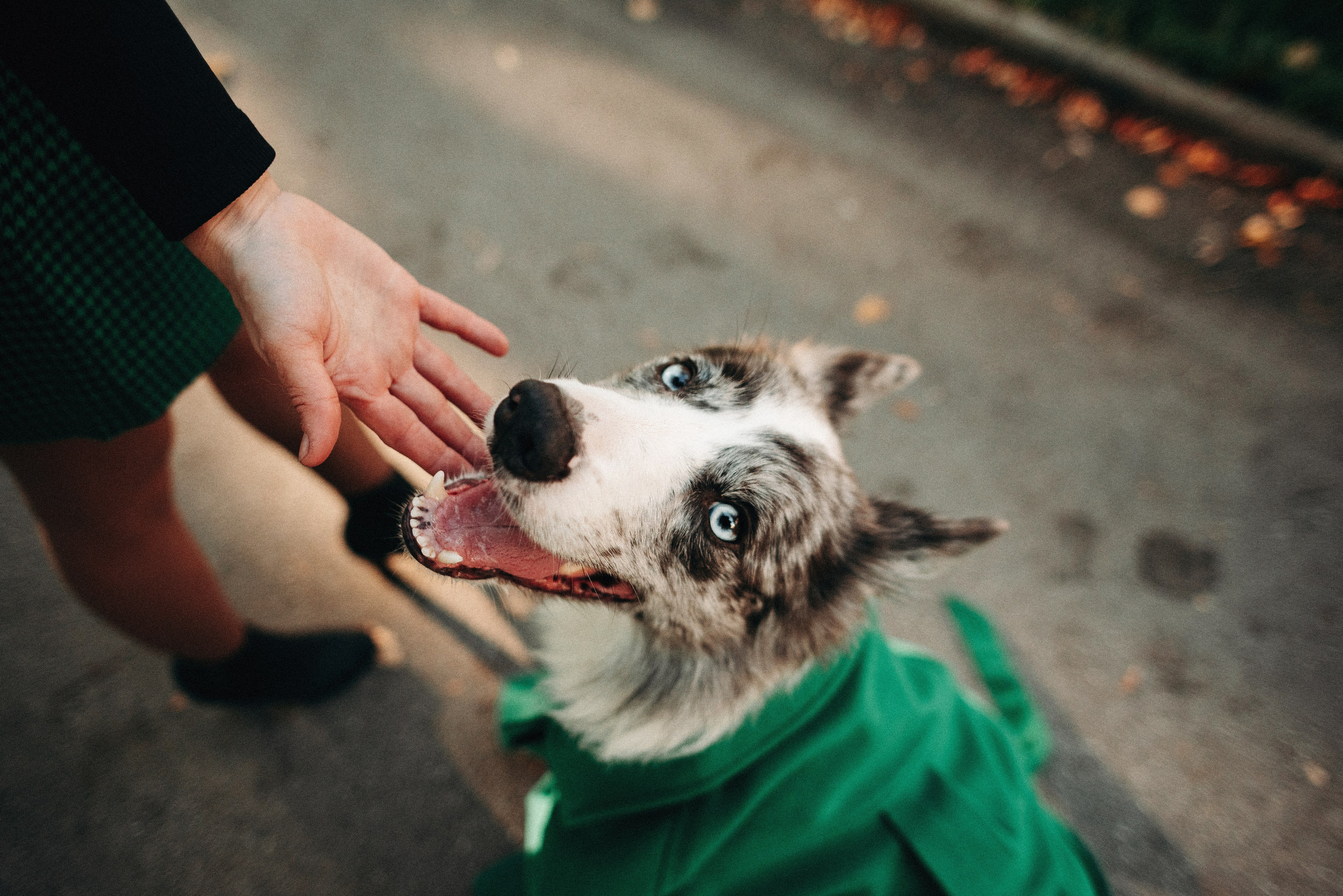 Диана и Робин. Фотограф-анималист Богданова Полина