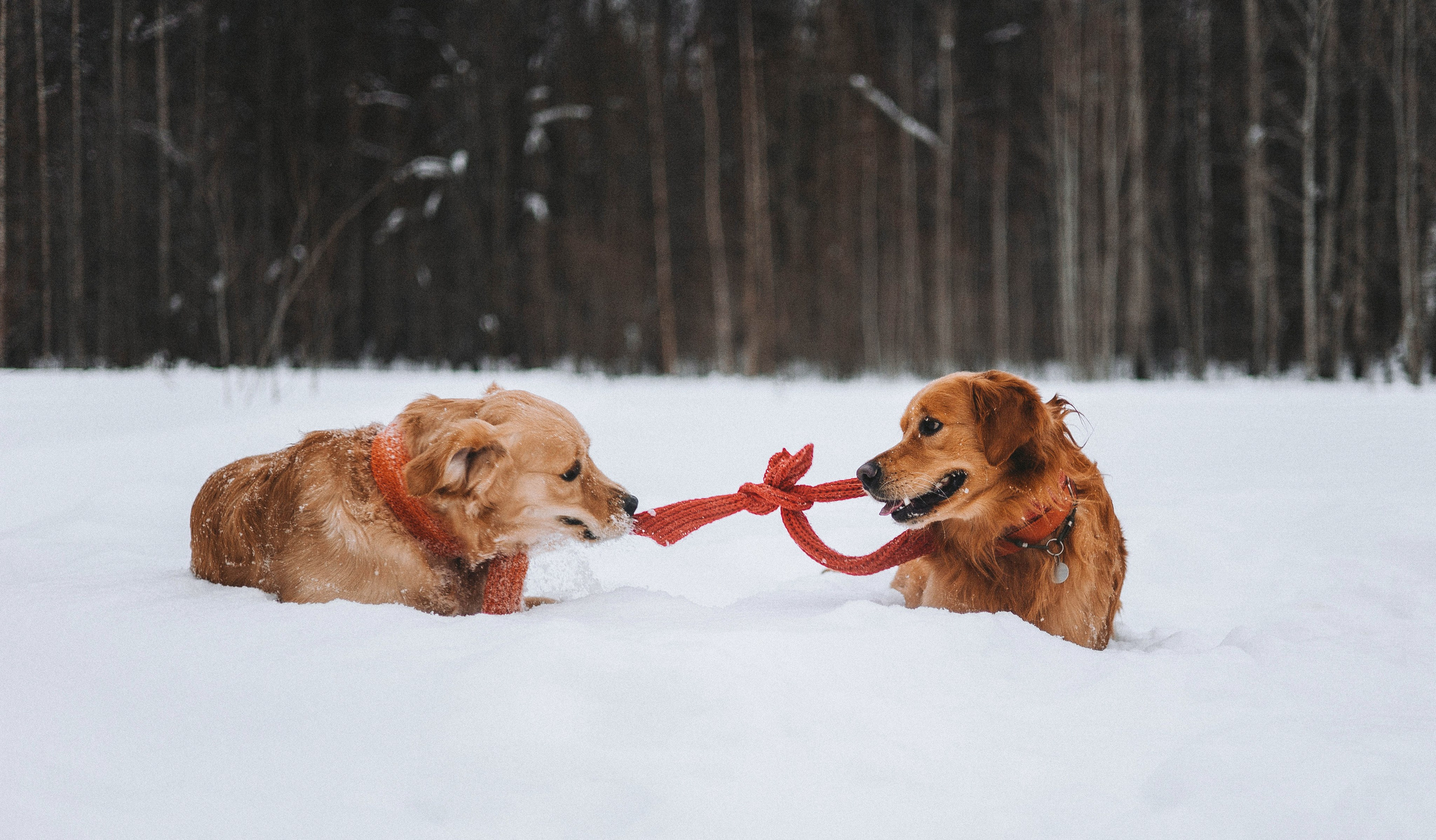 Саша, Юля, Грэй и Джой. Фотограф-анималист Богданова Полина