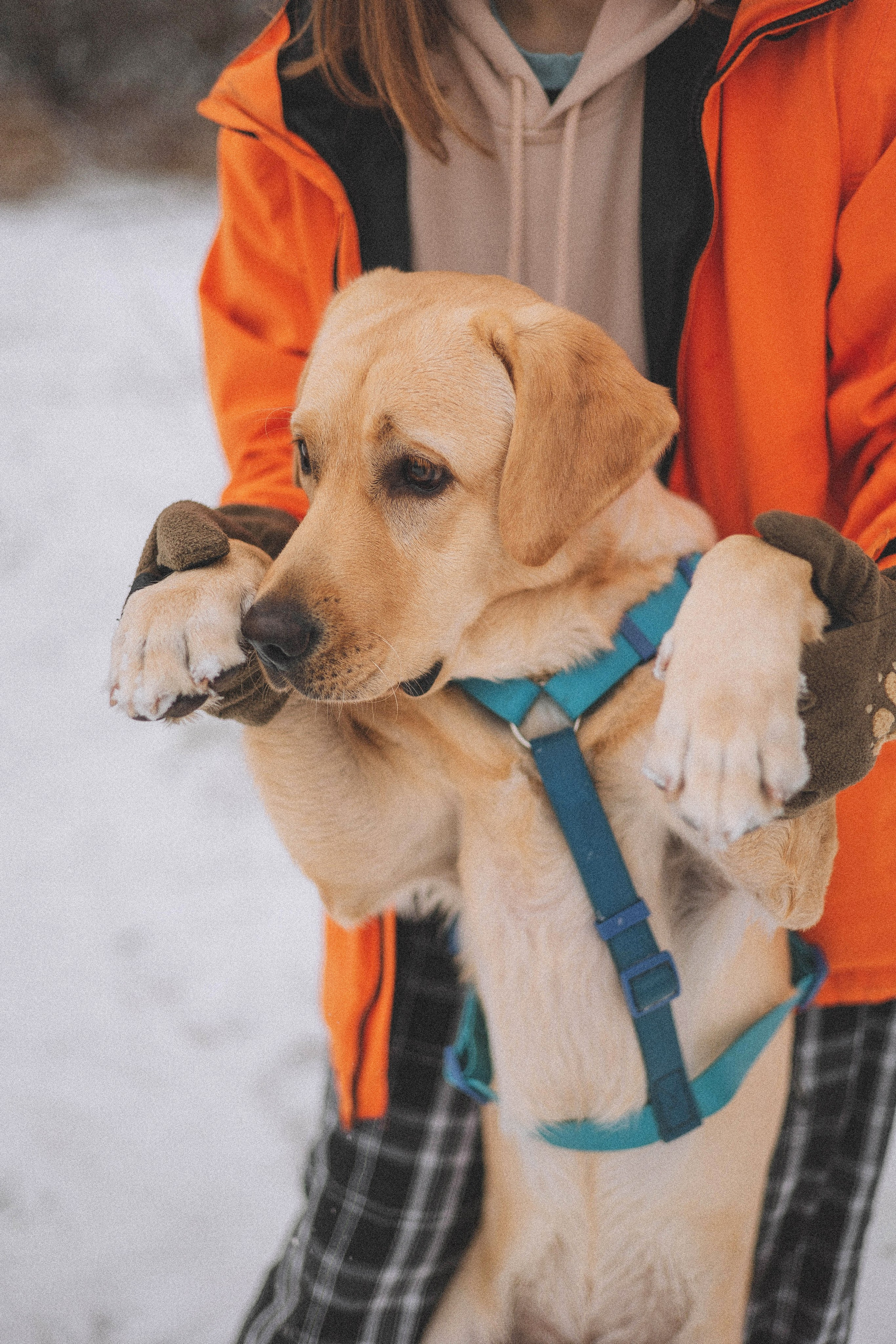 Маргарита и Варди. Фотограф-анималист Богданова Полина