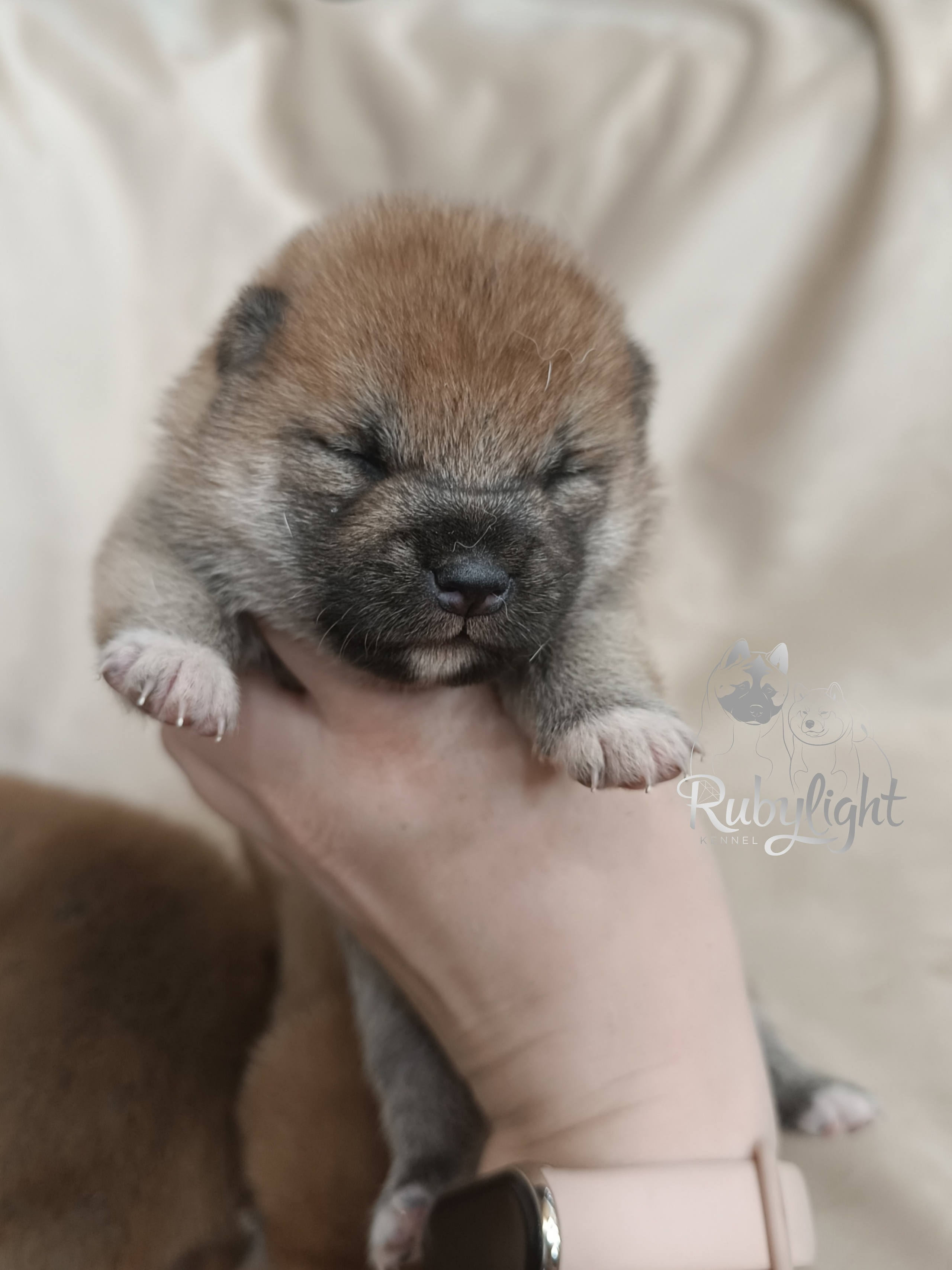 сиба питомник Рубилайт щенки на продажу rubylight  сиба щенки купить СПб Санкт-Петербург 