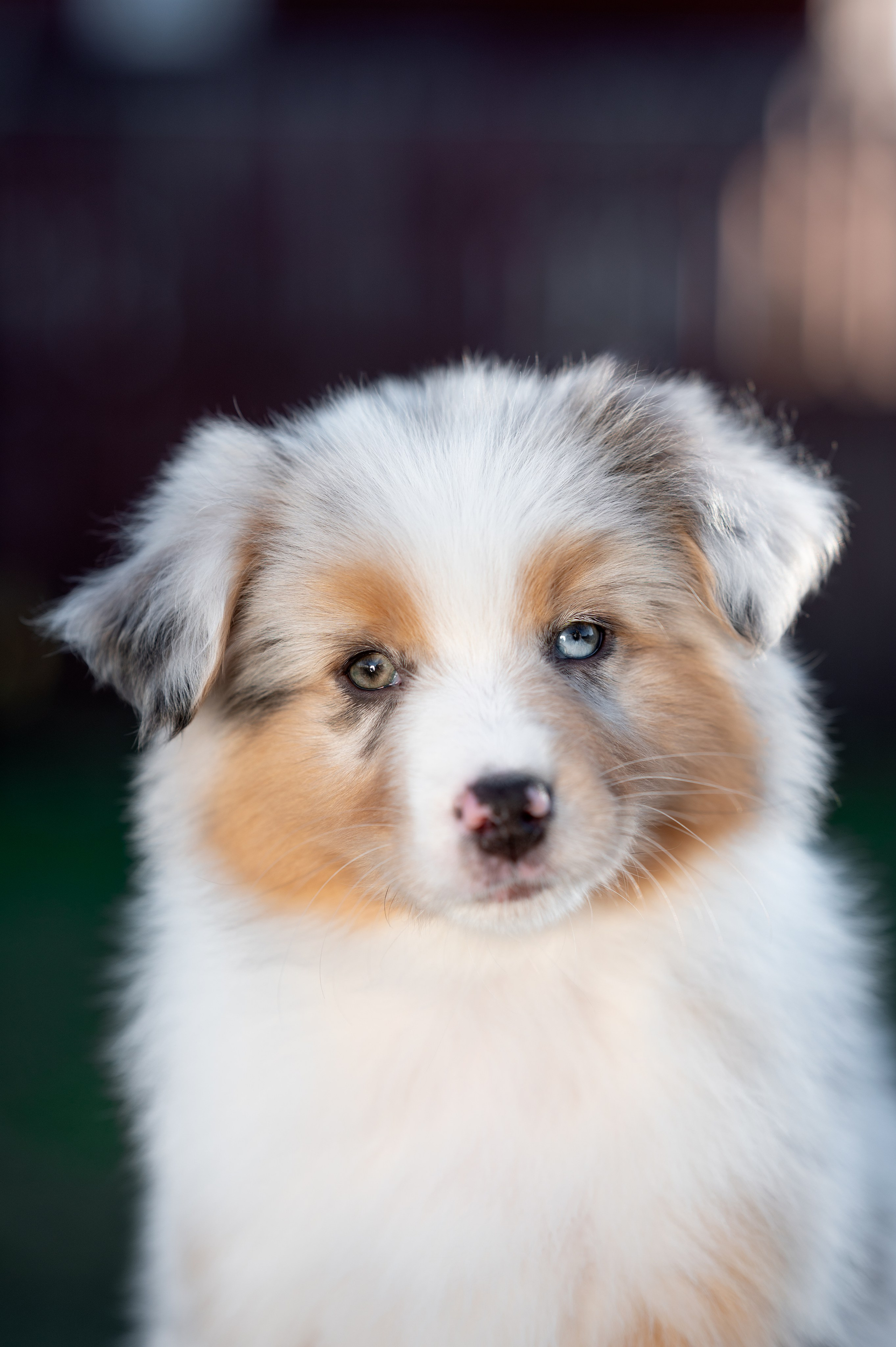 Заводчик Влада Эльман. Творческий фотограф Вологда
