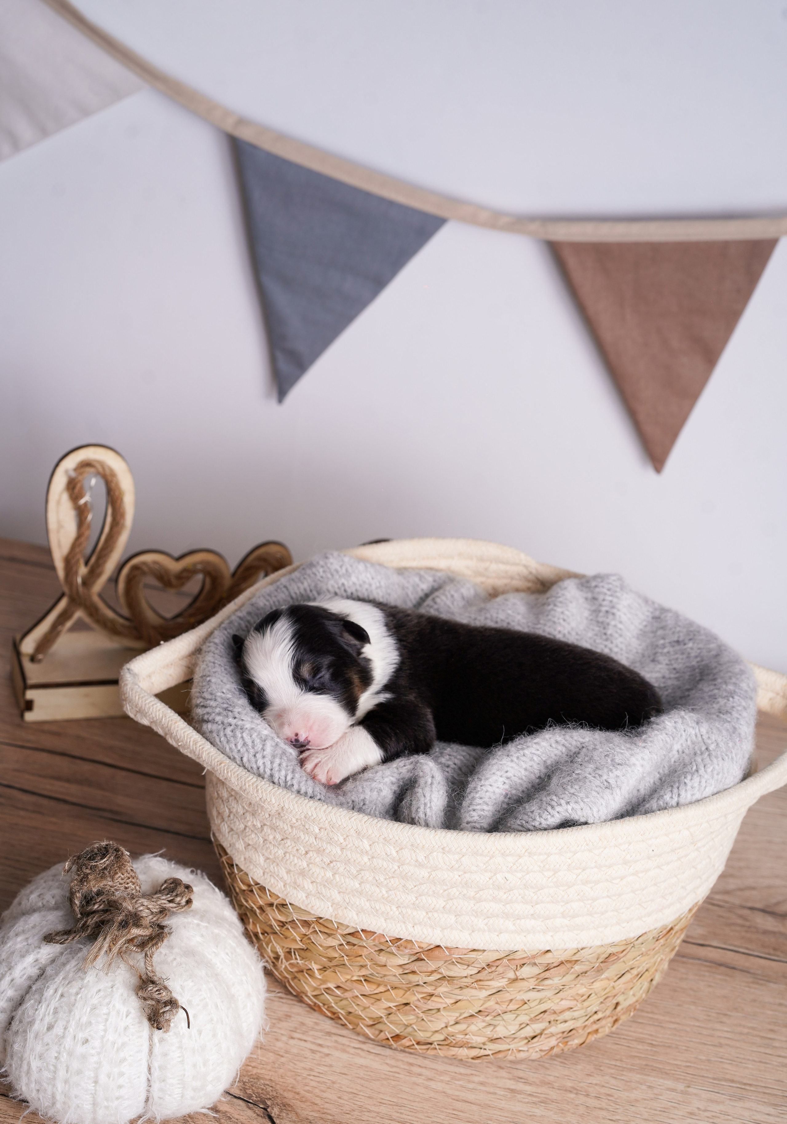 Щенки аусси. Фотограф-анималист в Санкт-Петербурге Яна Мартынова