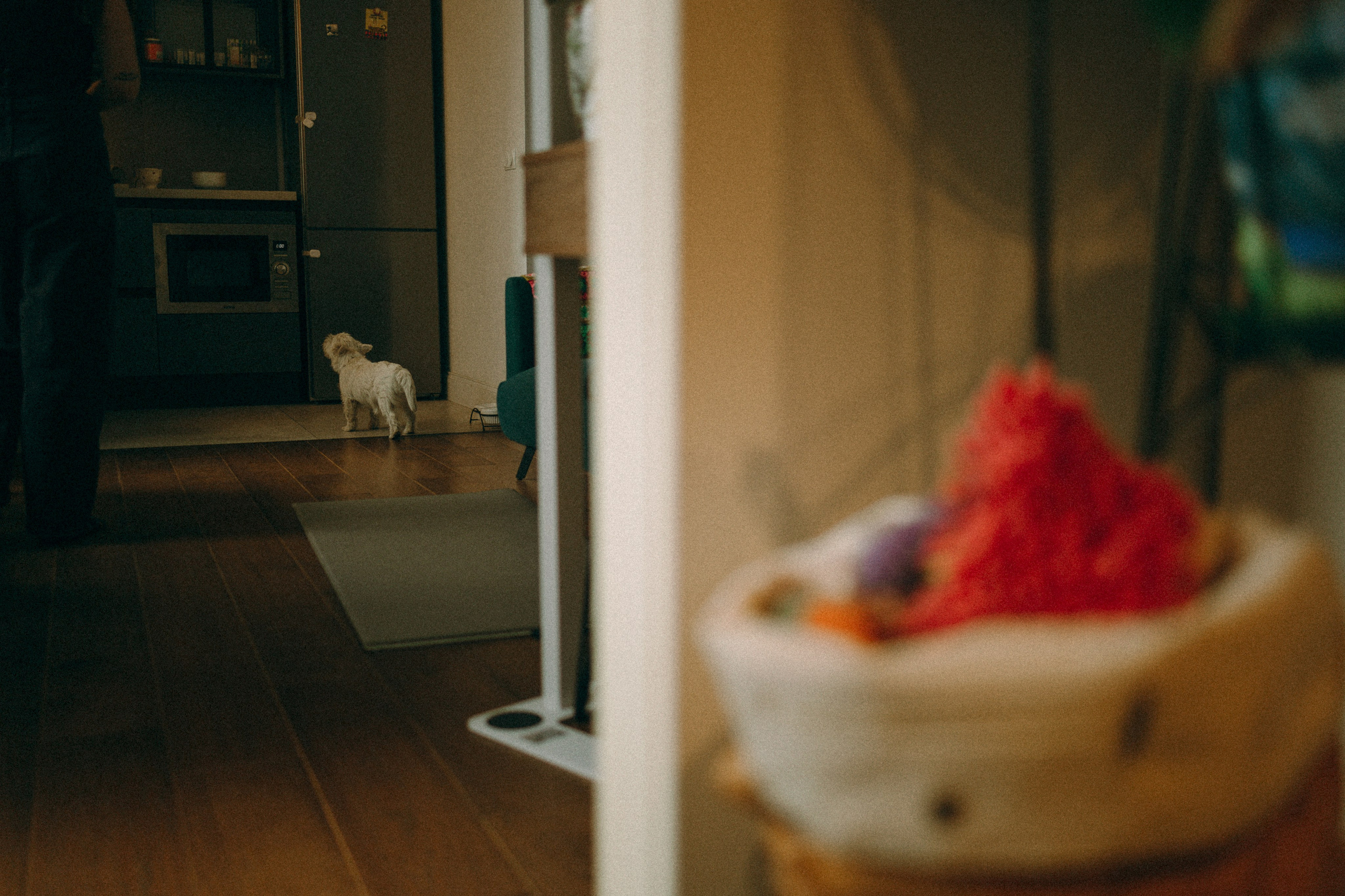 Снежуля, Мари и Саша. Фотограф анималист Анастасия Пикей