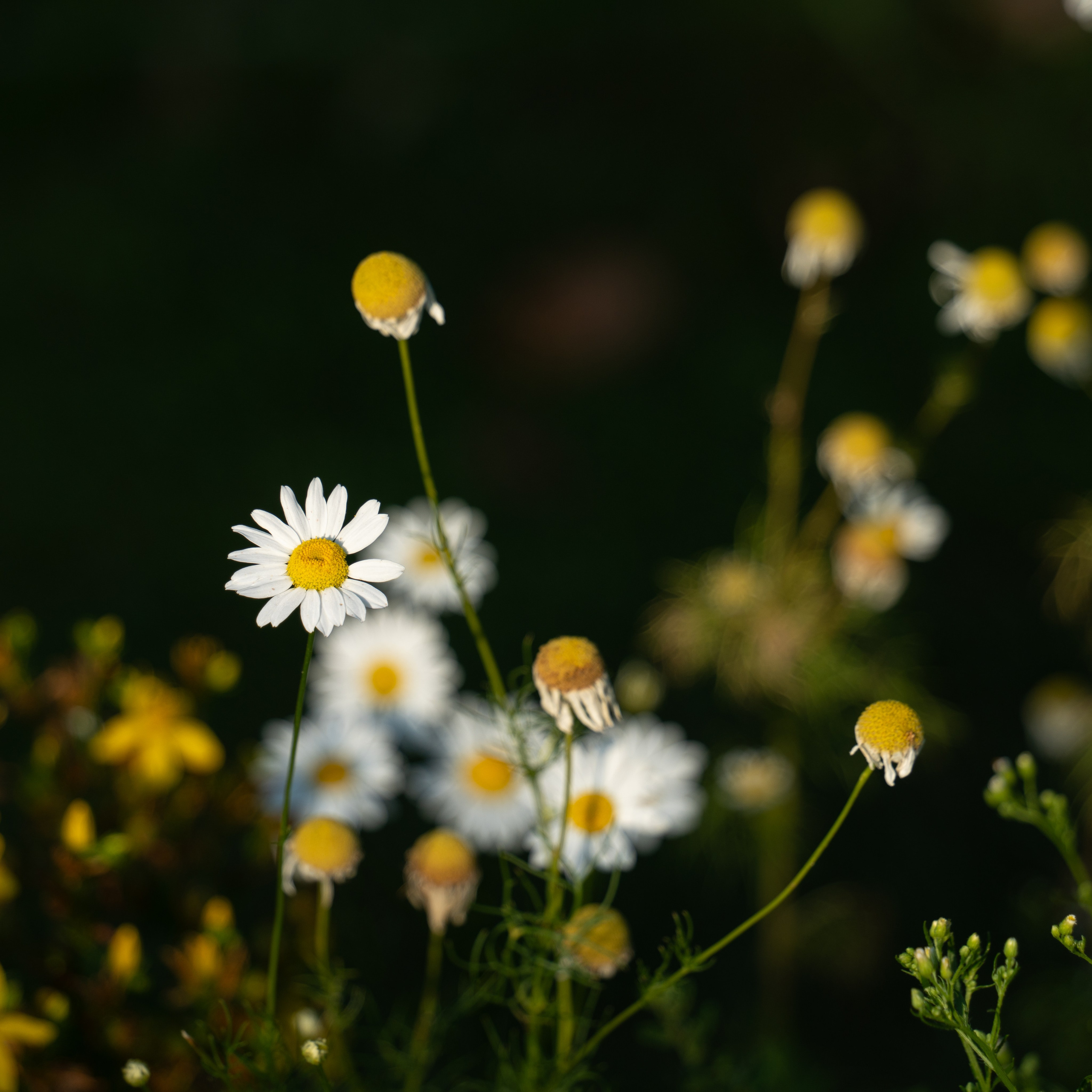 20250729-30 Ростов. Дмитрий Ремизов. Фотография, как хобби