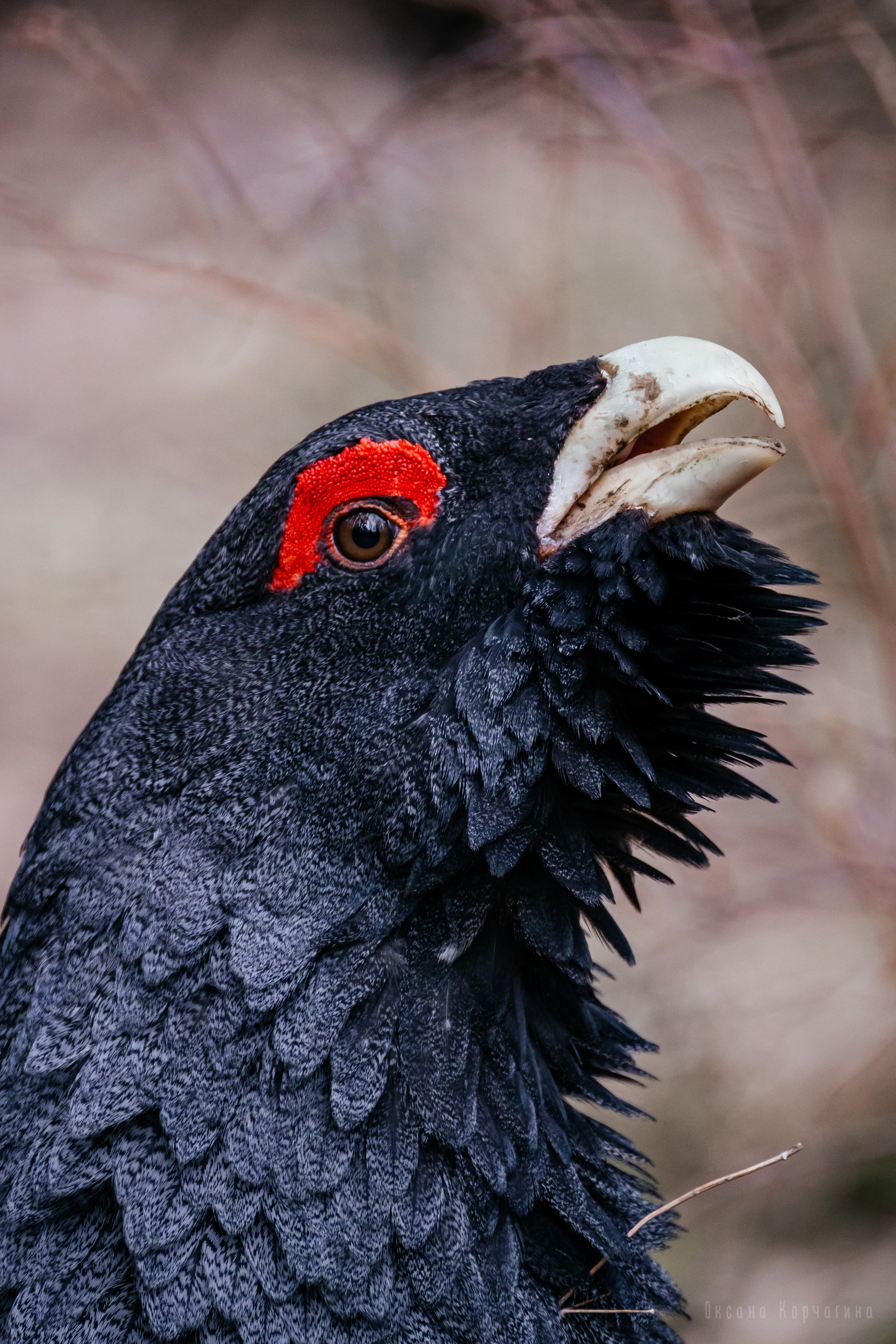 Глухарь. Фотограф в Красноярске Оксана Корчагина
