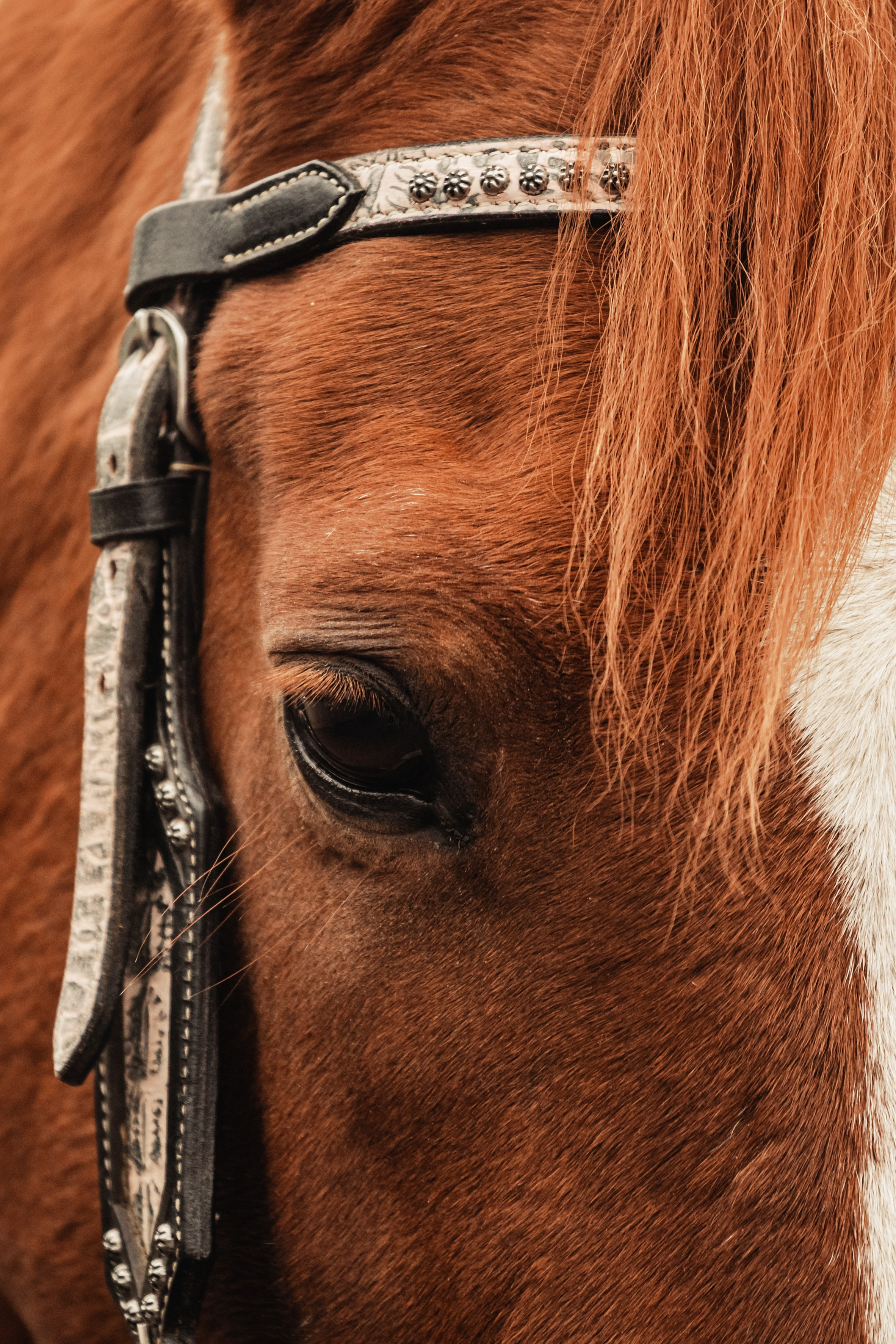 Лена и Рэджи. Фотограф-анималист Татьяна Степанова