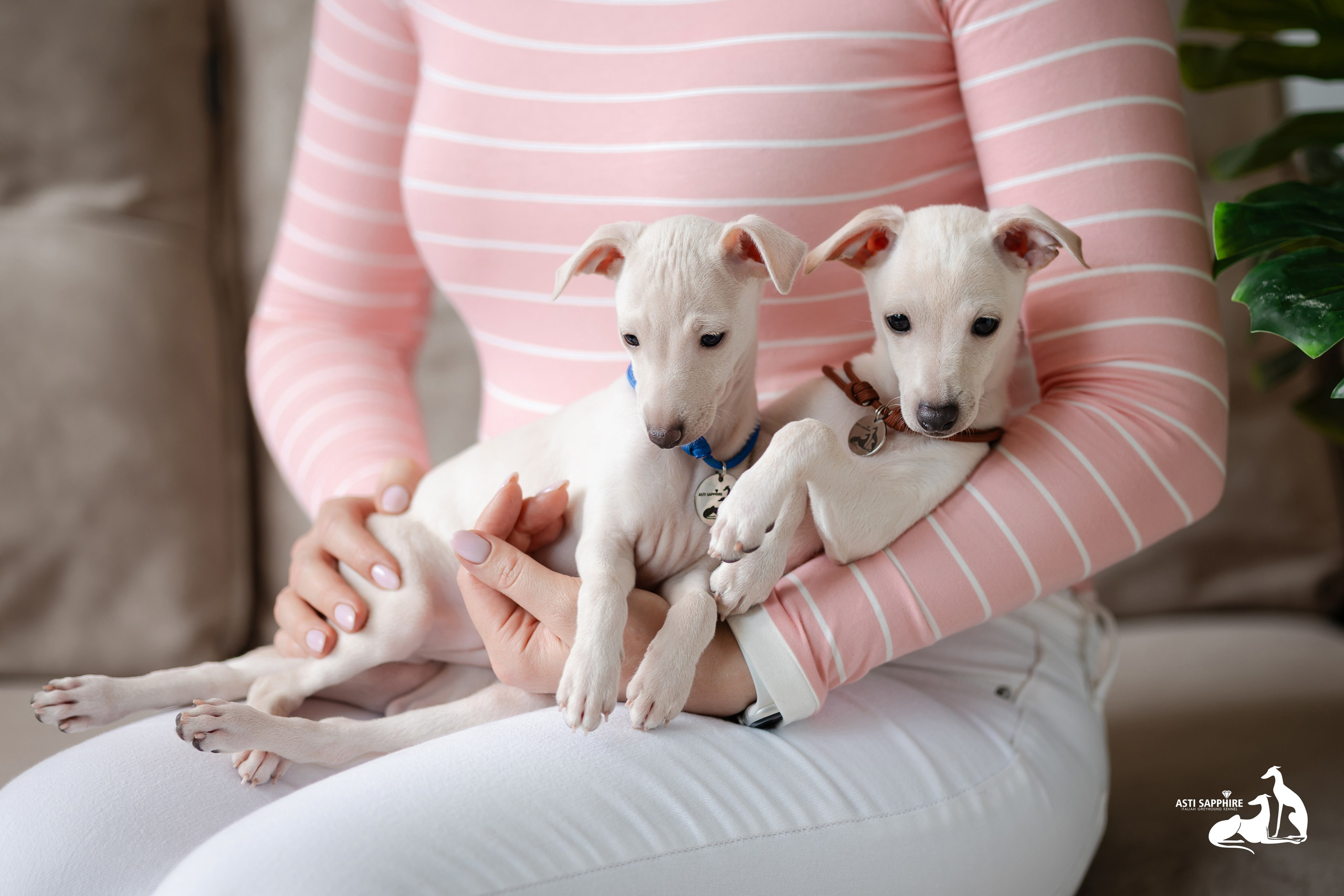 Белоснежные. Professional Italian Greyhound Kennel RKF/FCI ASTI SAPPHIRE 💎 Sochi|St. Petersburg