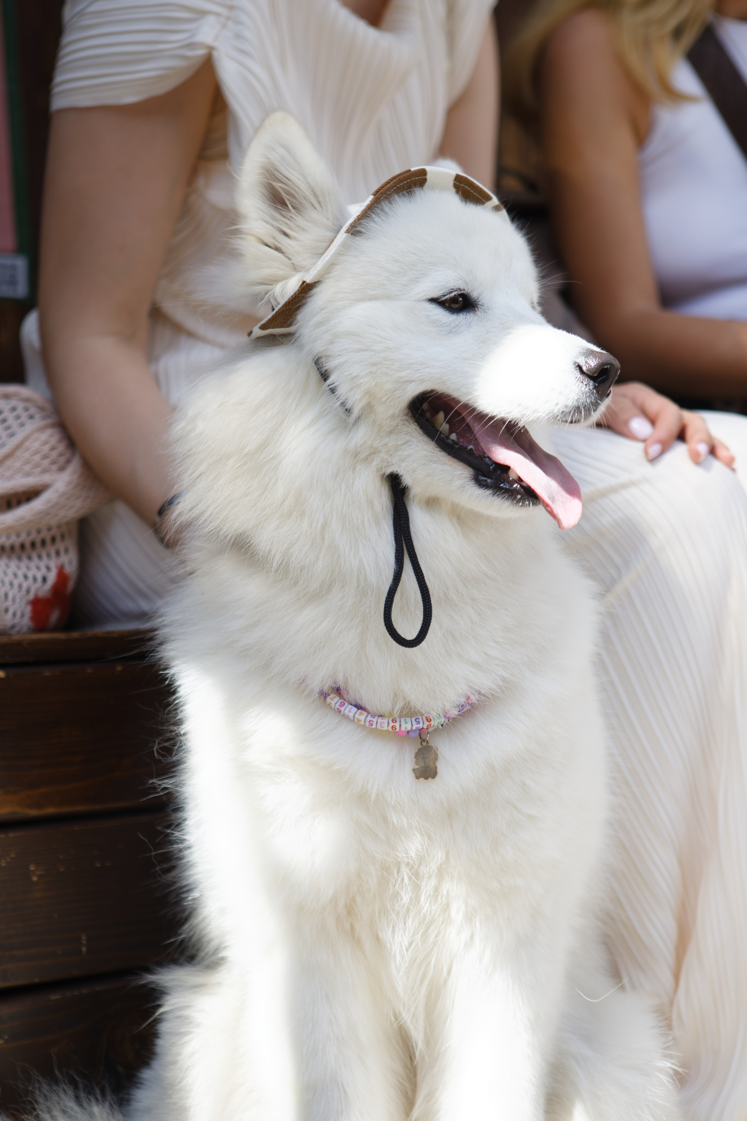 Вечеринка для собак Oh my dog 20.07.2025. Репортажный и спортивный фотограф в г. Пермь Зильберг Павел