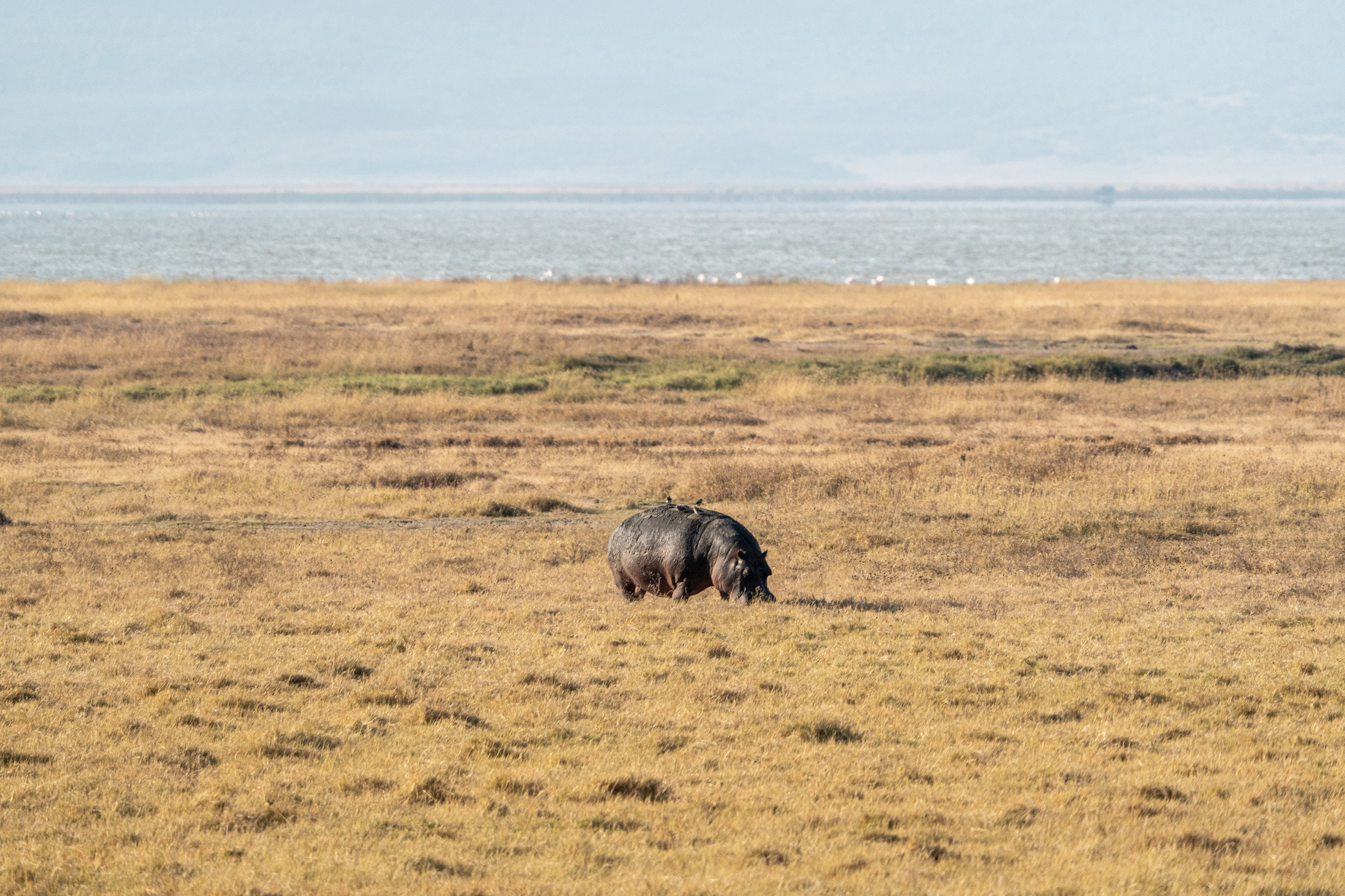 Танзания, сафари, 2025. Творческие сьемки